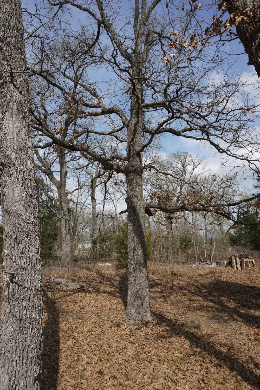 Improved Land For Sale in Henderson County , 1698 Doc Holiday Dr, Log Cabin, Texas 75148, 0, 0, Garage spaces, 0 Sqft, built in 0, Price $35,000, mls#21200038, Real Estate Agent in Log Cabin, Homes For Sale in Henderson county, Homes For Sale in Log Cabin, Realtor in Log Cabin Texas, Real Estate Brokerage Independent Realty Texas, Luminita Cordes Realtor