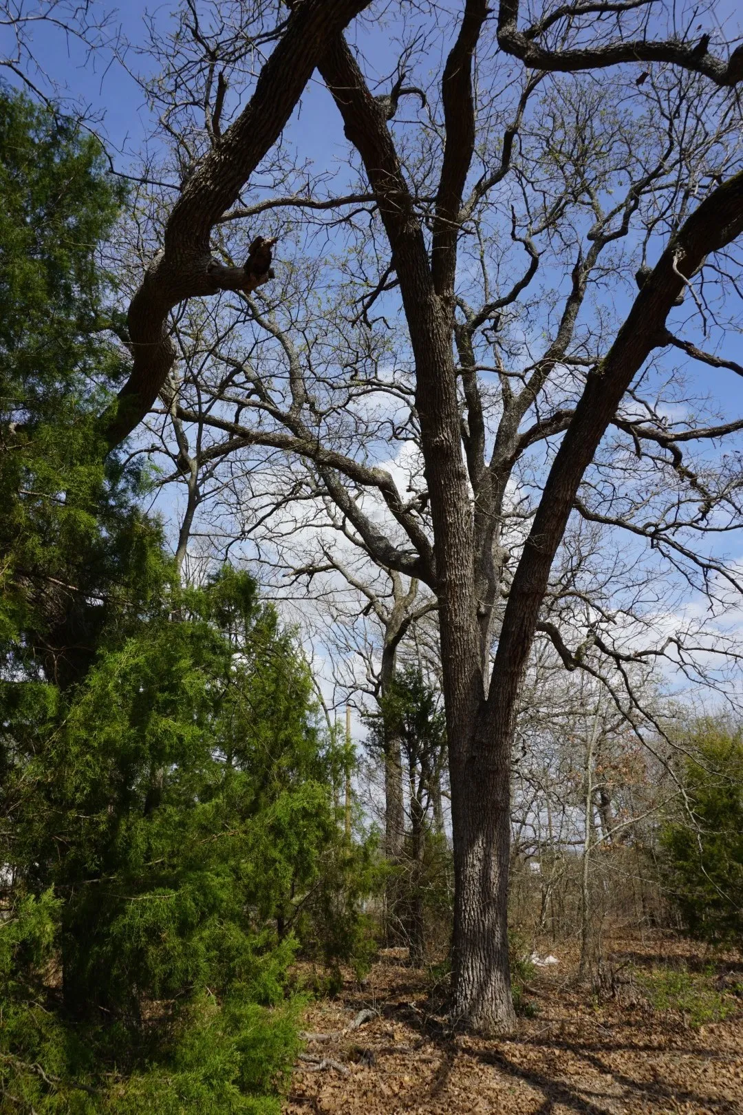 Improved Land For Sale in Henderson County , 1698 Doc Holiday Dr, Log Cabin, Texas 75148, 0, 0, Garage spaces, 0 Sqft, built in 0, Price $35,000, mls#21200038, Real Estate Agent in Log Cabin, Homes For Sale in Henderson county, Homes For Sale in Log Cabin, Realtor in Log Cabin Texas, Real Estate Brokerage Independent Realty Texas, Luminita Cordes Realtor