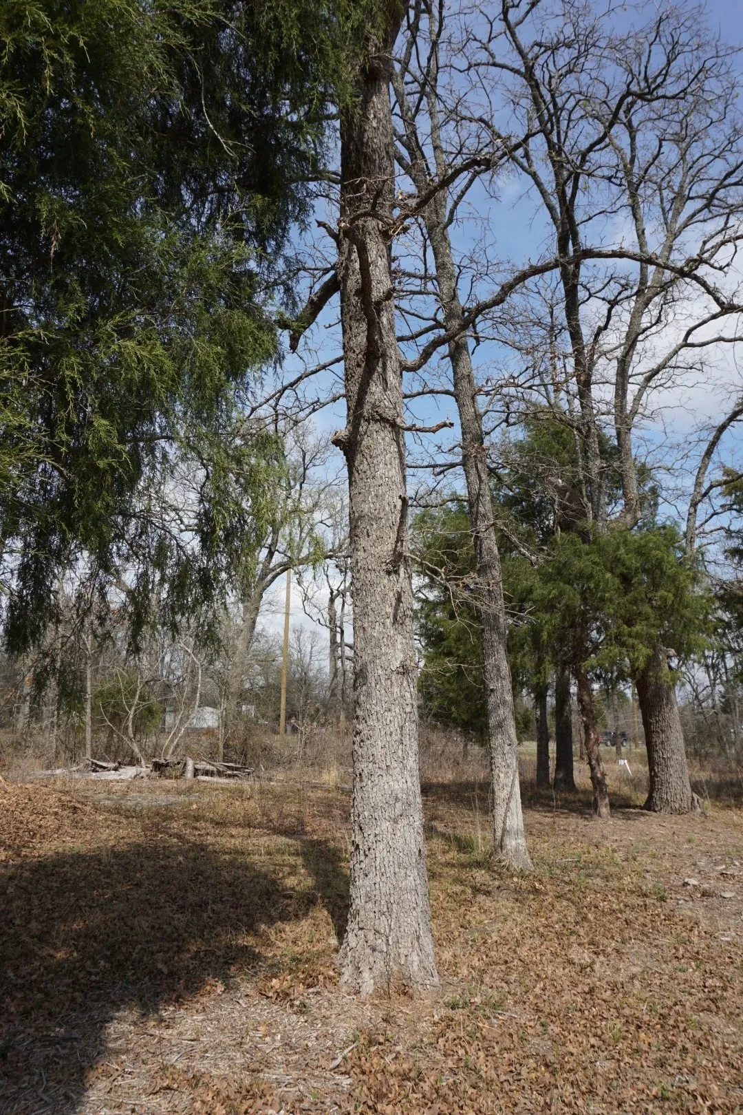 Improved Land For Sale in Henderson County , 1698 Doc Holiday Dr, Log Cabin, Texas 75148, 0, 0, Garage spaces, 0 Sqft, built in 0, Price $35,000, mls#21200038, Real Estate Agent in Log Cabin, Homes For Sale in Henderson county, Homes For Sale in Log Cabin, Realtor in Log Cabin Texas, Real Estate Brokerage Independent Realty Texas, Luminita Cordes Realtor
