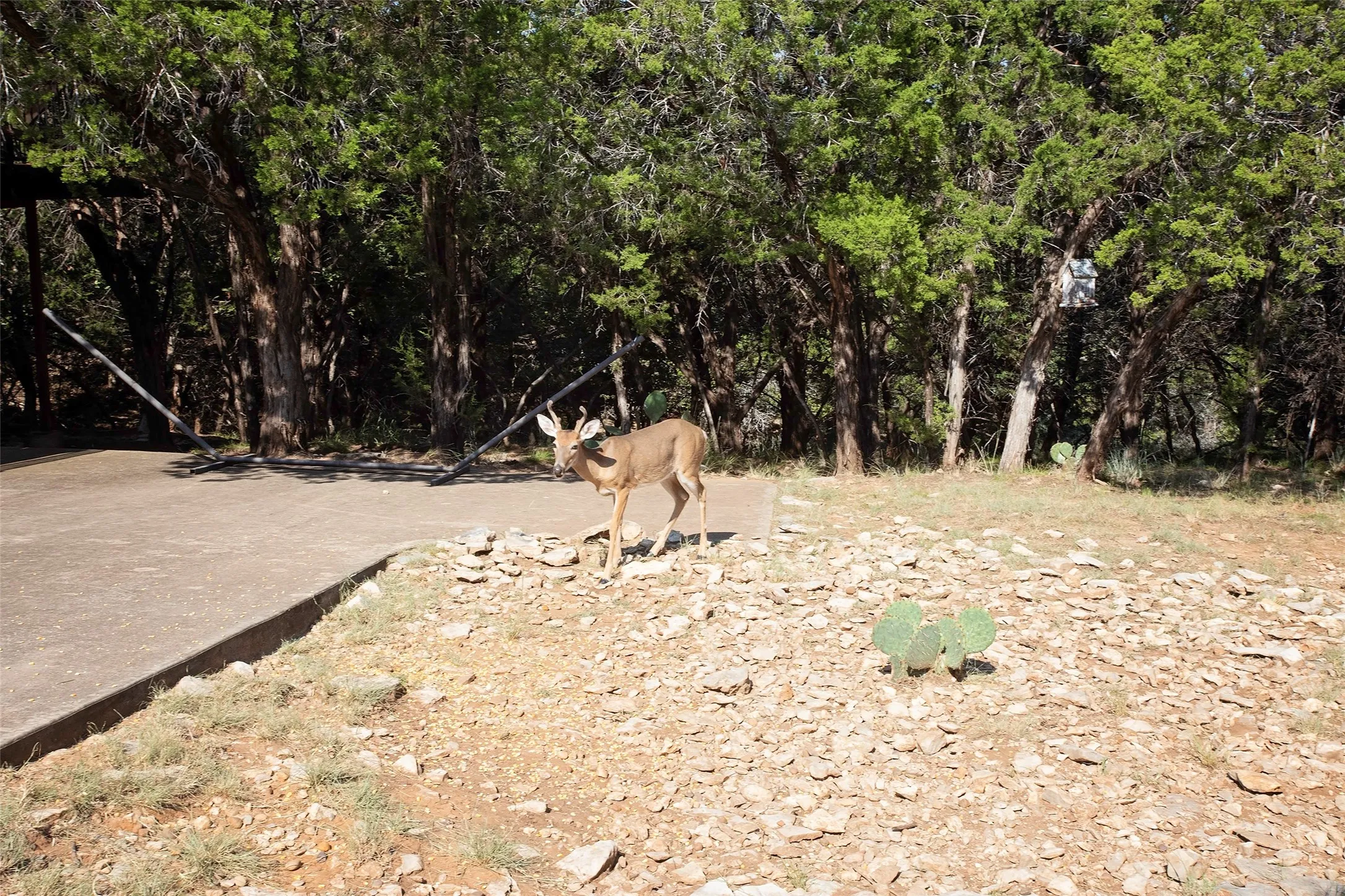 Deer by driveway