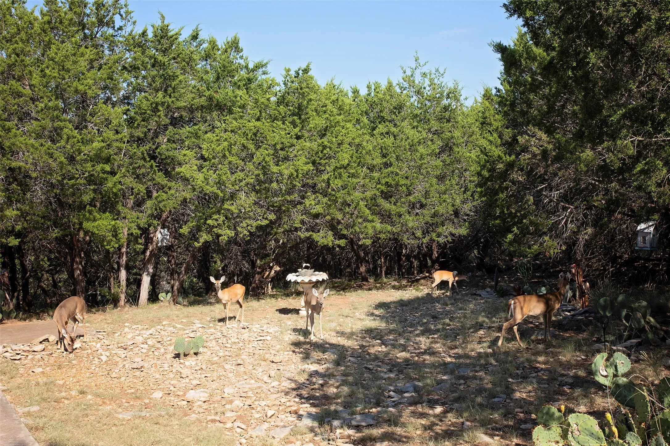 Deer in backyard