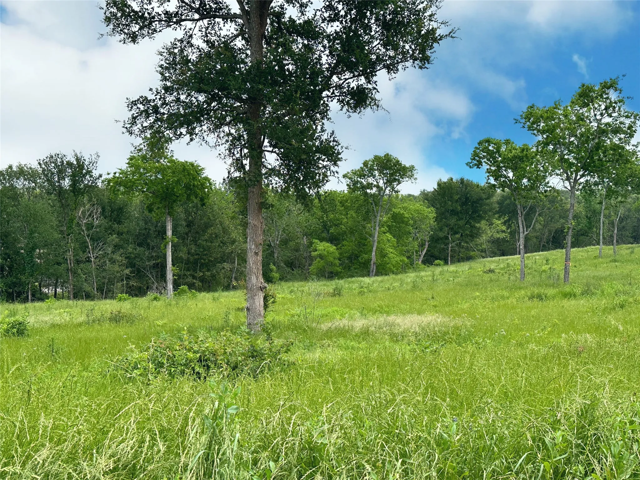 Unimproved Land For Sale in Navarro County , Lot 81 & SLP#17 Shoreside Drive, Corsicana, Texas 75109, 0, 0, Garage spaces, 0 Sqft, built in 0, Price $109,500, mls#21199614, Real Estate Agent in Corsicana, Homes For Sale in Navarro county, Homes For Sale in Corsicana, Realtor in Corsicana Texas, Real Estate Brokerage Independent Realty Texas, Luminita Cordes Realtor