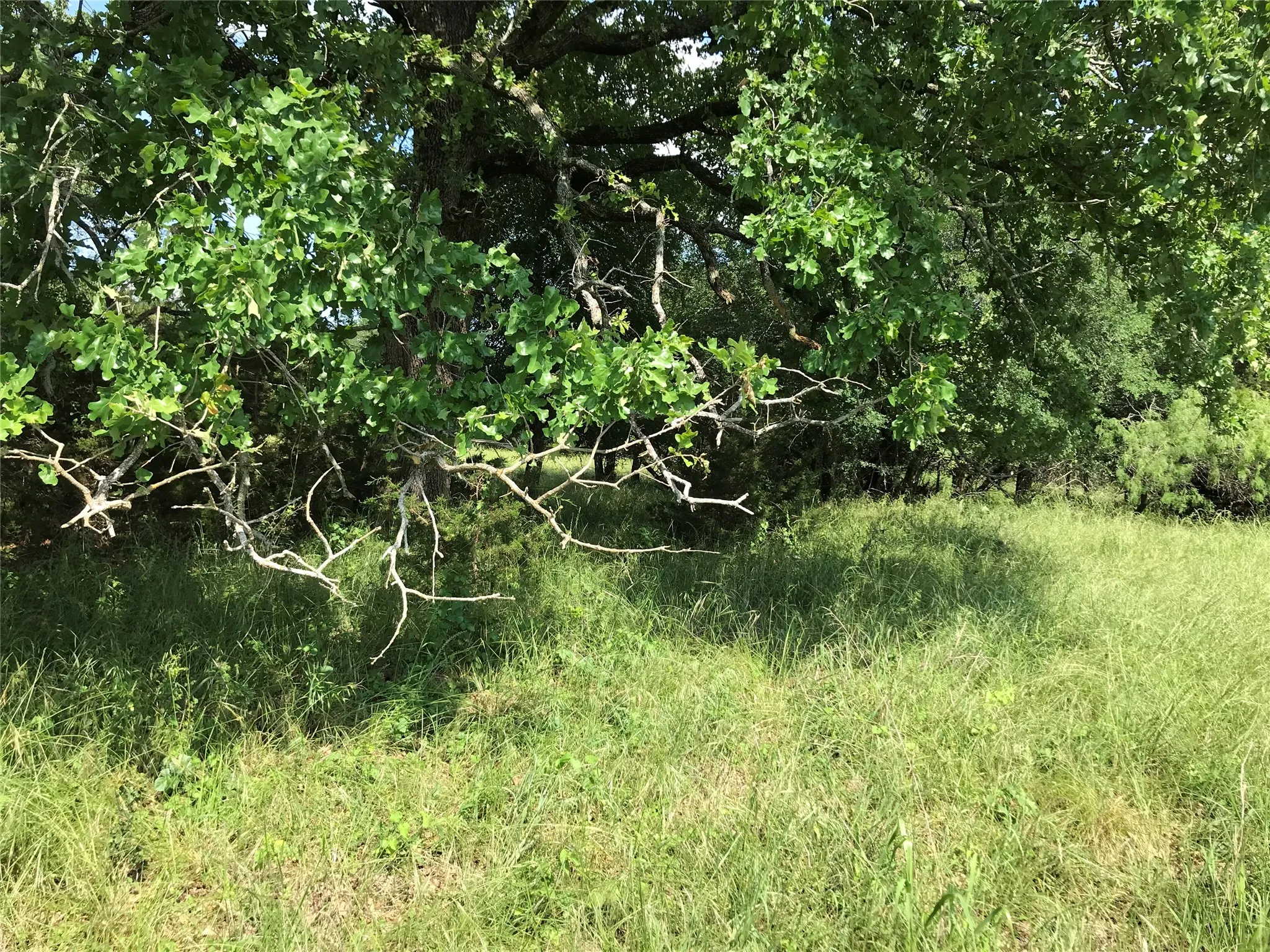 Unimproved Land For Sale in Hill County , 17061 Trailwood Drive, Whitney, Texas 76692, 0, 0, Garage spaces, 0 Sqft, built in 0, mls#21194271, Real Estate Agent in Whitney, Homes For Sale in Hill county, Homes For Sale in Whitney, Realtor in Whitney Texas, Real Estate Brokerage Independent Realty Texas, Luminita Cordes Realtor