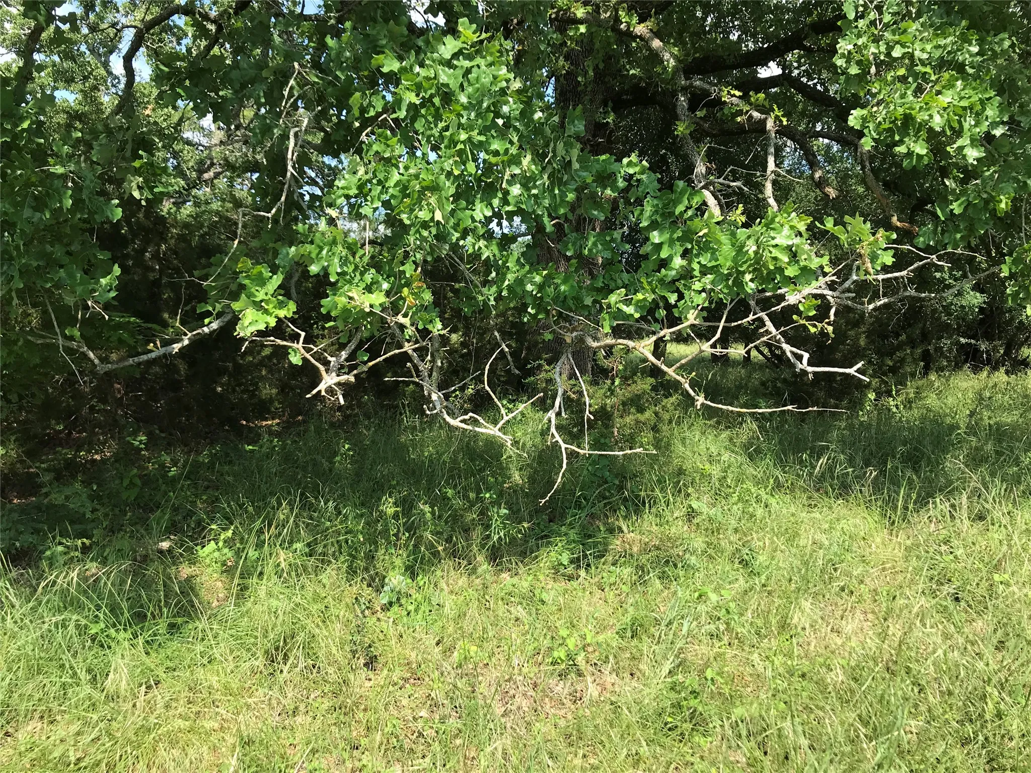 Unimproved Land For Sale in Hill County , 17061 Trailwood Drive, Whitney, Texas 76692, 0, 0, Garage spaces, 0 Sqft, built in 0, mls#21194271, Real Estate Agent in Whitney, Homes For Sale in Hill county, Homes For Sale in Whitney, Realtor in Whitney Texas, Real Estate Brokerage Independent Realty Texas, Luminita Cordes Realtor