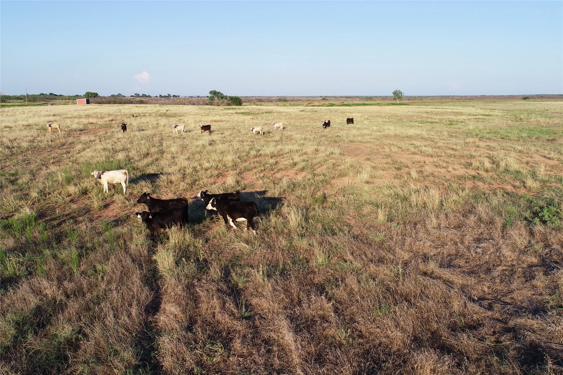 Ranch For Sale in Wilbarger County , 11000 County Road 110 W, Vernon, Texas 76384, 0, 0, Garage spaces, 0 Sqft, built in 0, mls#21202037, Real Estate Agent in Vernon, Homes For Sale in Wilbarger county, Homes For Sale in Vernon, Realtor in Vernon Texas, Real Estate Brokerage Independent Realty Texas, Luminita Cordes Realtor