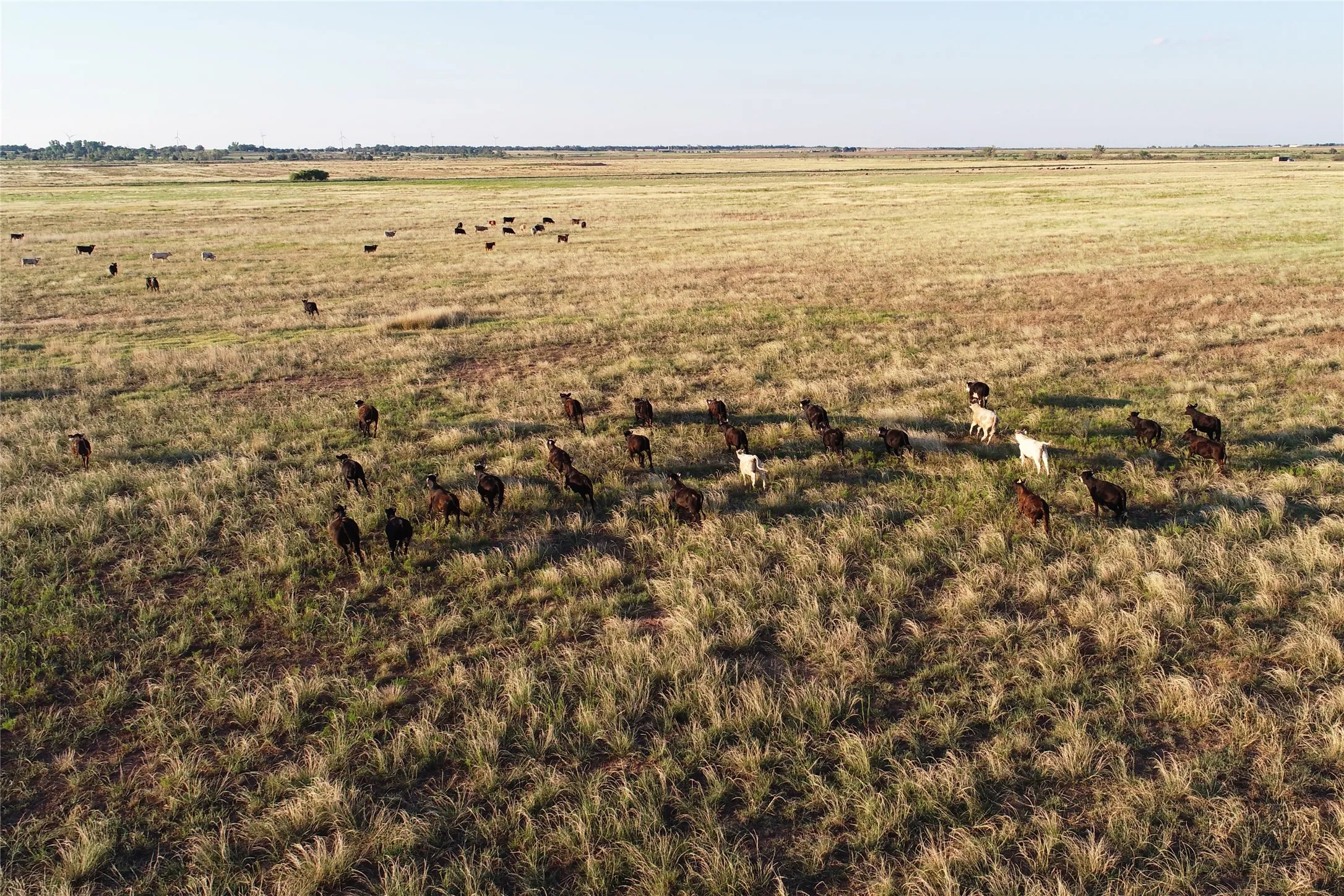 Ranch For Sale in Wilbarger County , 11000 County Road 110 W, Vernon, Texas 76384, 0, 0, Garage spaces, 0 Sqft, built in 0, mls#21202037, Real Estate Agent in Vernon, Homes For Sale in Wilbarger county, Homes For Sale in Vernon, Realtor in Vernon Texas, Real Estate Brokerage Independent Realty Texas, Luminita Cordes Realtor