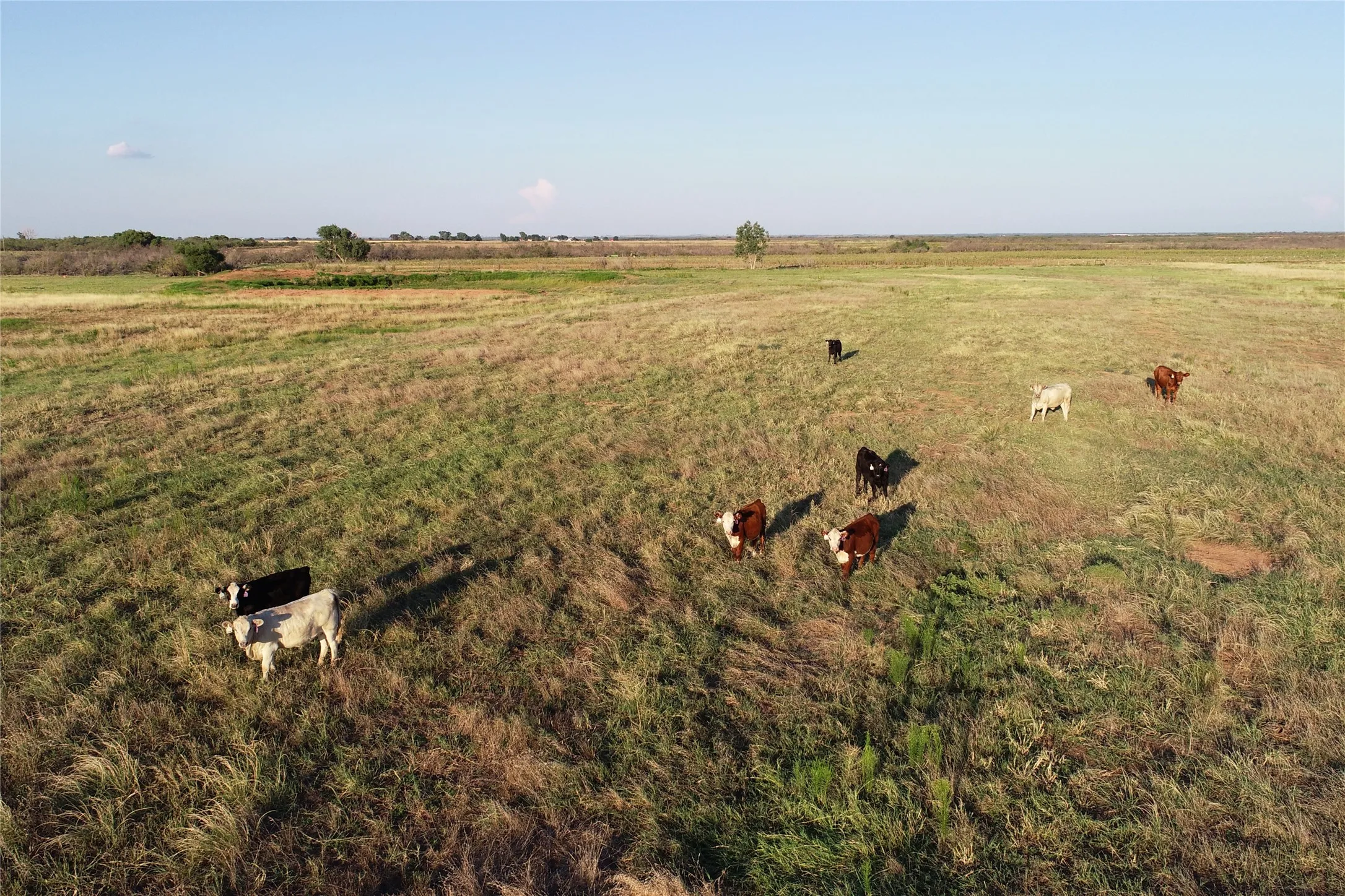 Ranch For Sale in Wilbarger County , 11000 County Road 110 W, Vernon, Texas 76384, 0, 0, Garage spaces, 0 Sqft, built in 0, mls#21202037, Real Estate Agent in Vernon, Homes For Sale in Wilbarger county, Homes For Sale in Vernon, Realtor in Vernon Texas, Real Estate Brokerage Independent Realty Texas, Luminita Cordes Realtor
