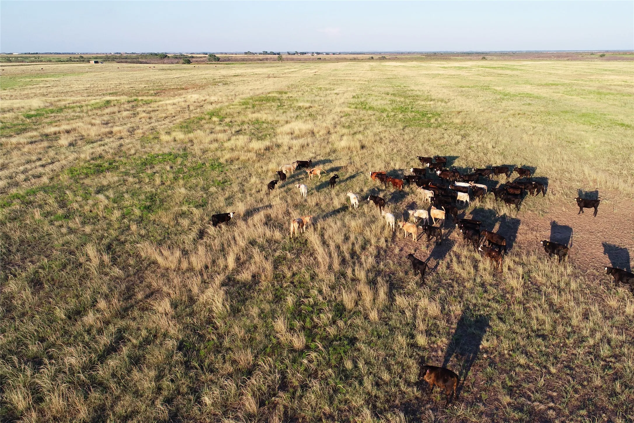 Ranch For Sale in Wilbarger County , 11000 County Road 110 W, Vernon, Texas 76384, 0, 0, Garage spaces, 0 Sqft, built in 0, mls#21202037, Real Estate Agent in Vernon, Homes For Sale in Wilbarger county, Homes For Sale in Vernon, Realtor in Vernon Texas, Real Estate Brokerage Independent Realty Texas, Luminita Cordes Realtor