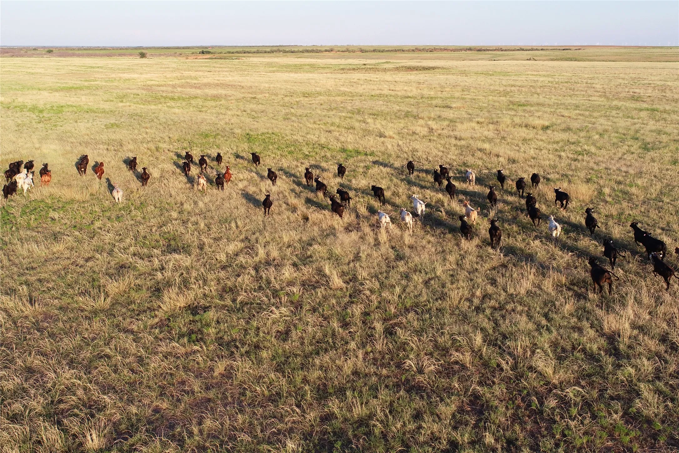 Ranch For Sale in Wilbarger County , 11000 County Road 110 W, Vernon, Texas 76384, 0, 0, Garage spaces, 0 Sqft, built in 0, mls#21202037, Real Estate Agent in Vernon, Homes For Sale in Wilbarger county, Homes For Sale in Vernon, Realtor in Vernon Texas, Real Estate Brokerage Independent Realty Texas, Luminita Cordes Realtor