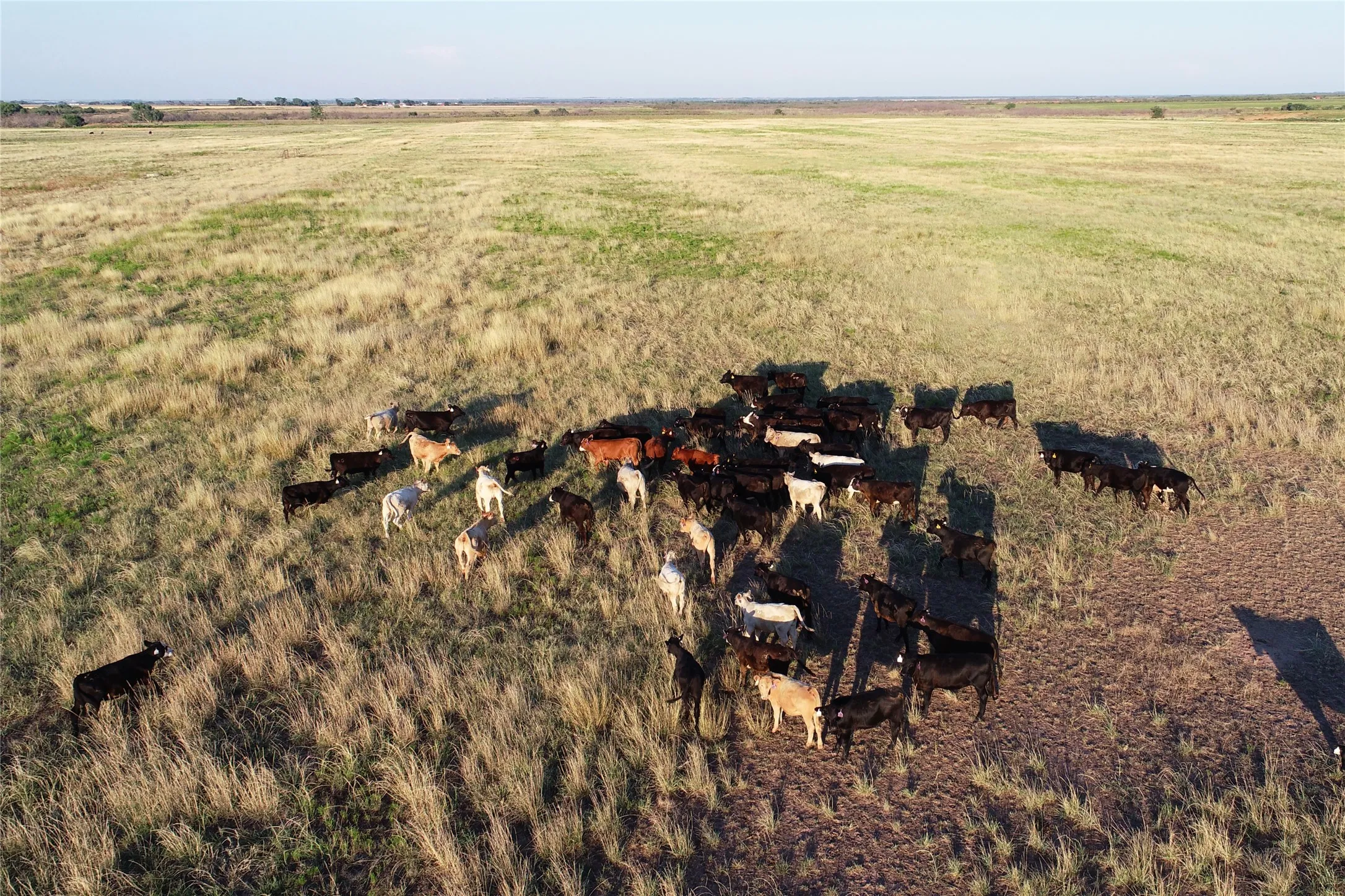 Ranch For Sale in Wilbarger County , 11000 County Road 110 W, Vernon, Texas 76384, 0, 0, Garage spaces, 0 Sqft, built in 0, mls#21202037, Real Estate Agent in Vernon, Homes For Sale in Wilbarger county, Homes For Sale in Vernon, Realtor in Vernon Texas, Real Estate Brokerage Independent Realty Texas, Luminita Cordes Realtor