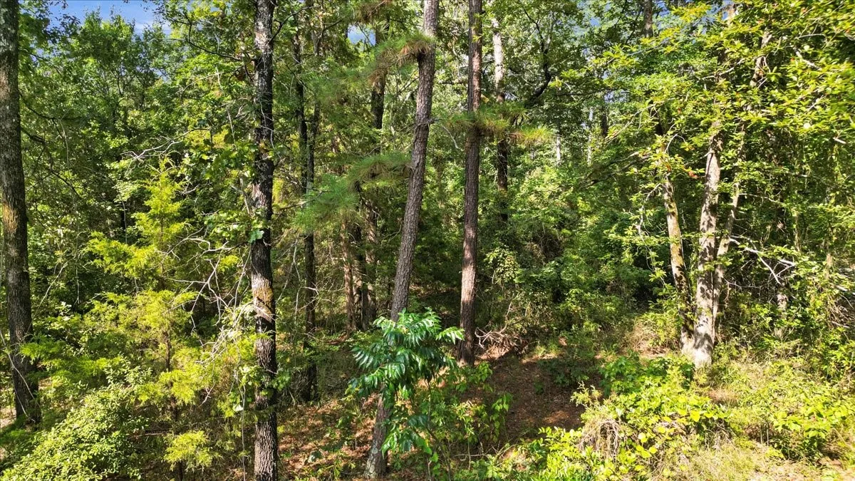 Unimproved Land For Sale in Upshur County , TBD PR 4080, Gilmer, Texas 75644, 0, 0, Garage spaces, 0 Sqft, built in 0, mls#21202822, Real Estate Agent in Gilmer, Homes For Sale in Upshur county, Homes For Sale in Gilmer, Realtor in Gilmer Texas, Real Estate Brokerage Independent Realty Texas, Luminita Cordes Realtor