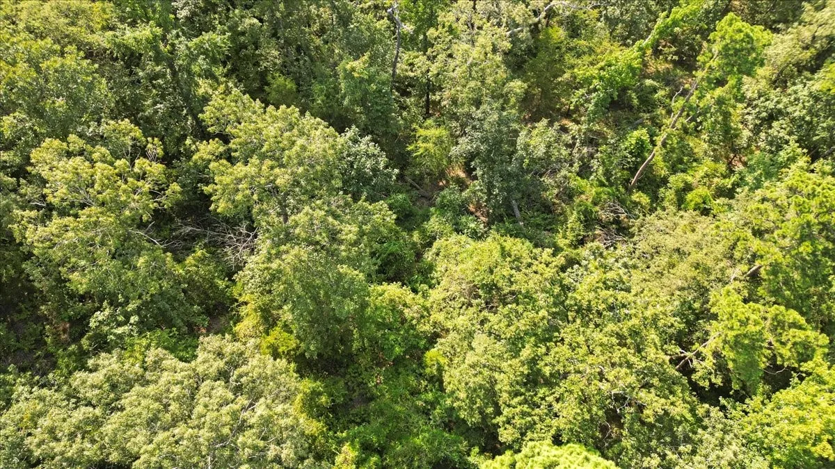 Unimproved Land For Sale in Upshur County , TBD PR 4080, Gilmer, Texas 75644, 0, 0, Garage spaces, 0 Sqft, built in 0, mls#21202822, Real Estate Agent in Gilmer, Homes For Sale in Upshur county, Homes For Sale in Gilmer, Realtor in Gilmer Texas, Real Estate Brokerage Independent Realty Texas, Luminita Cordes Realtor