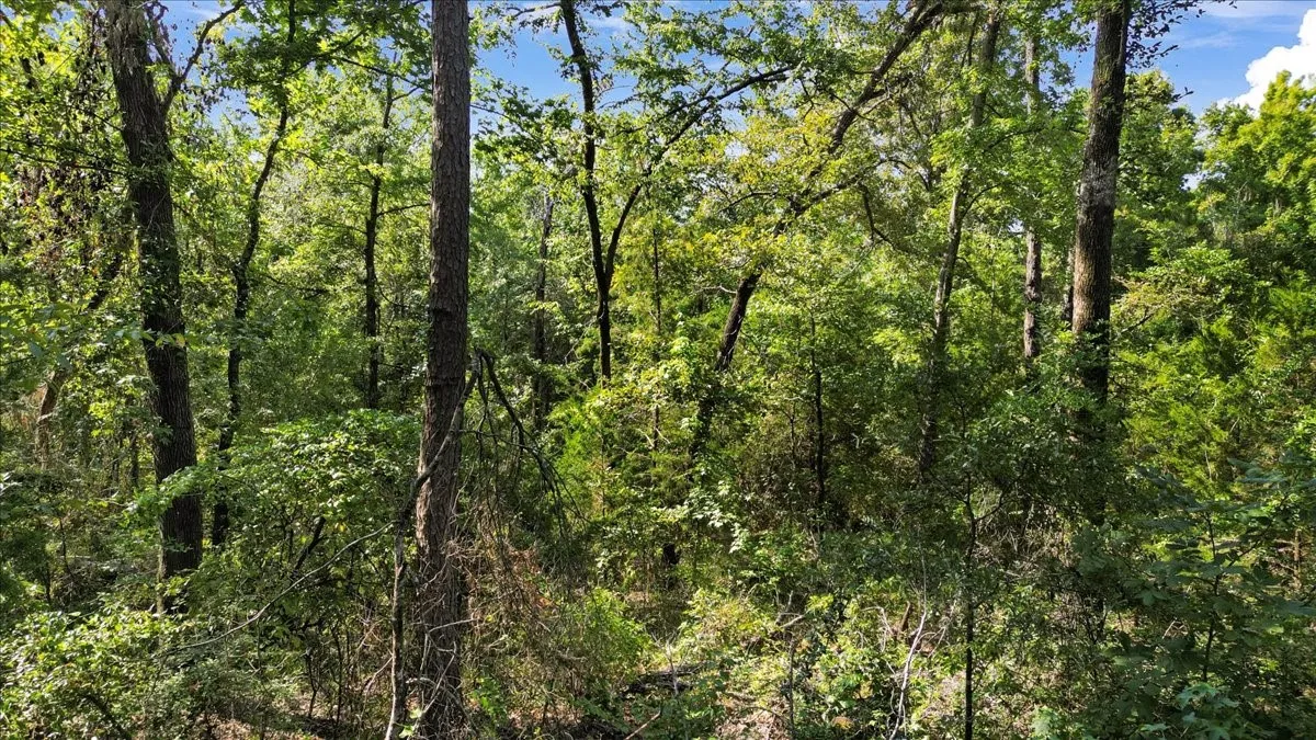 Unimproved Land For Sale in Upshur County , TBD PR 4080, Gilmer, Texas 75644, 0, 0, Garage spaces, 0 Sqft, built in 0, mls#21202822, Real Estate Agent in Gilmer, Homes For Sale in Upshur county, Homes For Sale in Gilmer, Realtor in Gilmer Texas, Real Estate Brokerage Independent Realty Texas, Luminita Cordes Realtor