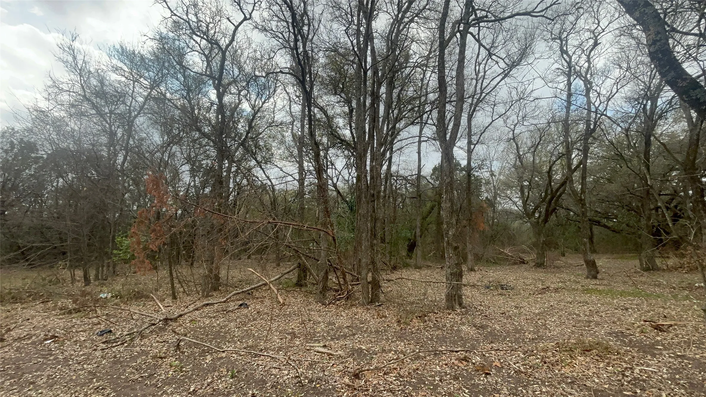 View of local wilderness