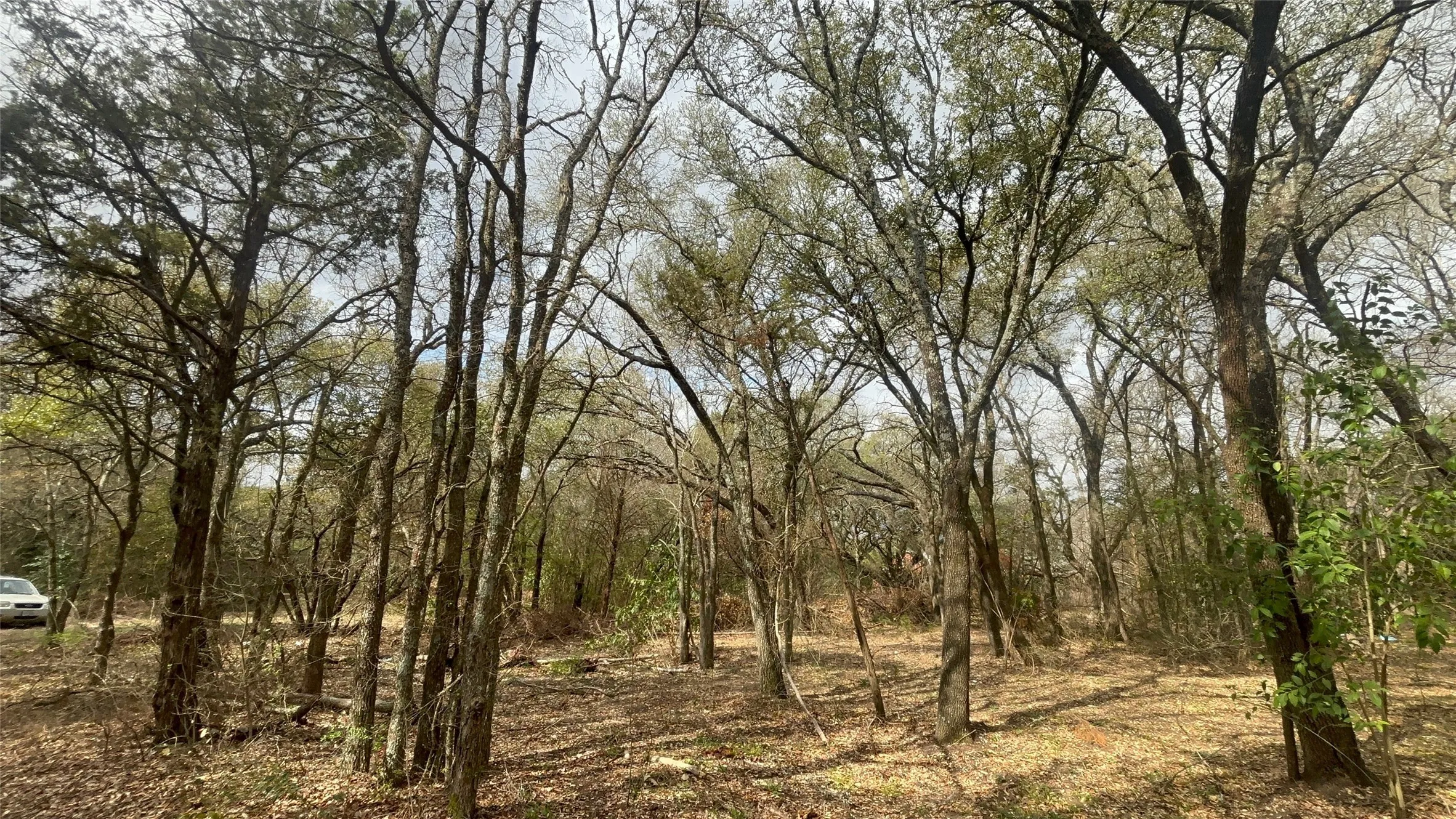 View of tree filled area