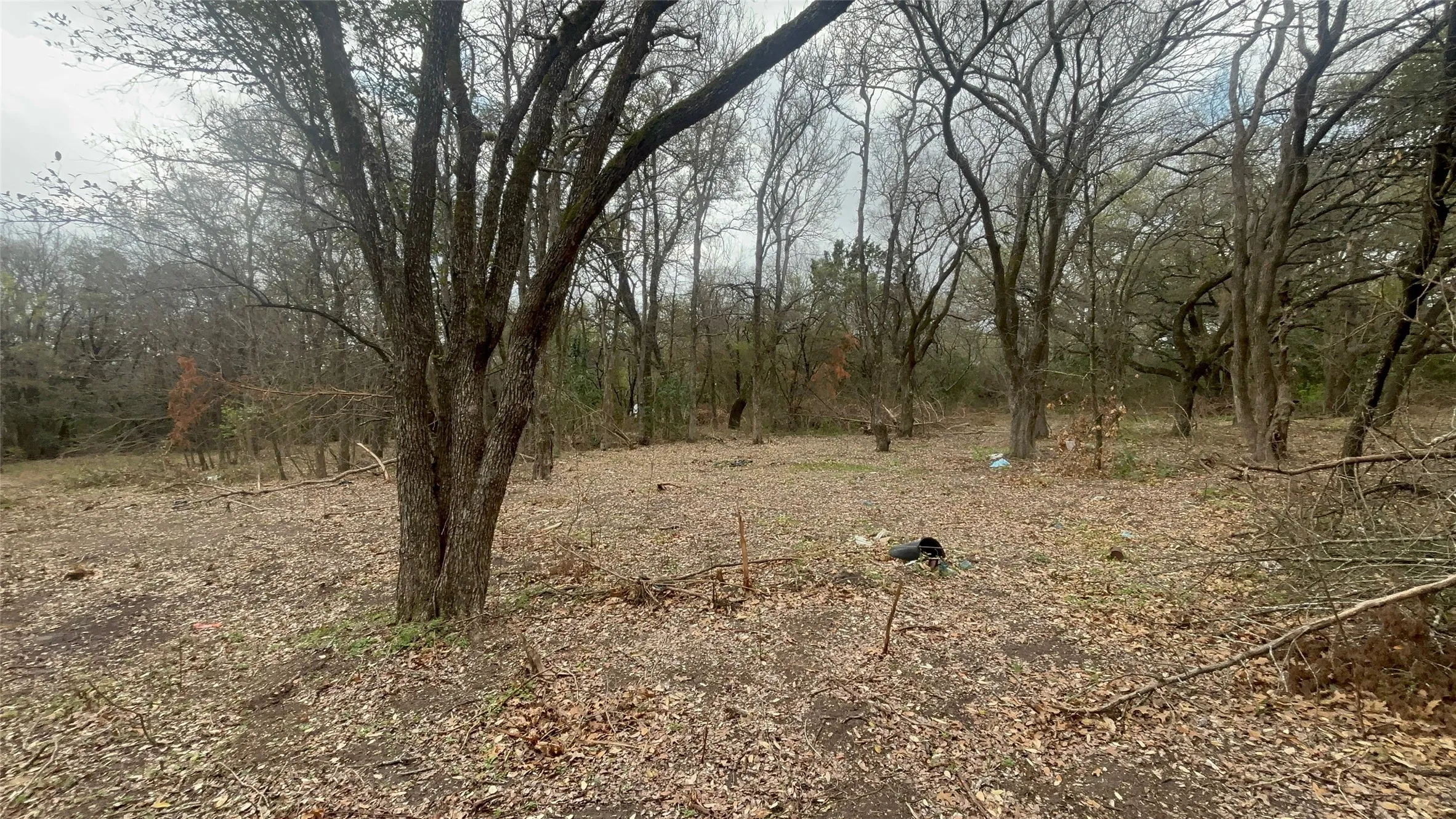 View of local wilderness