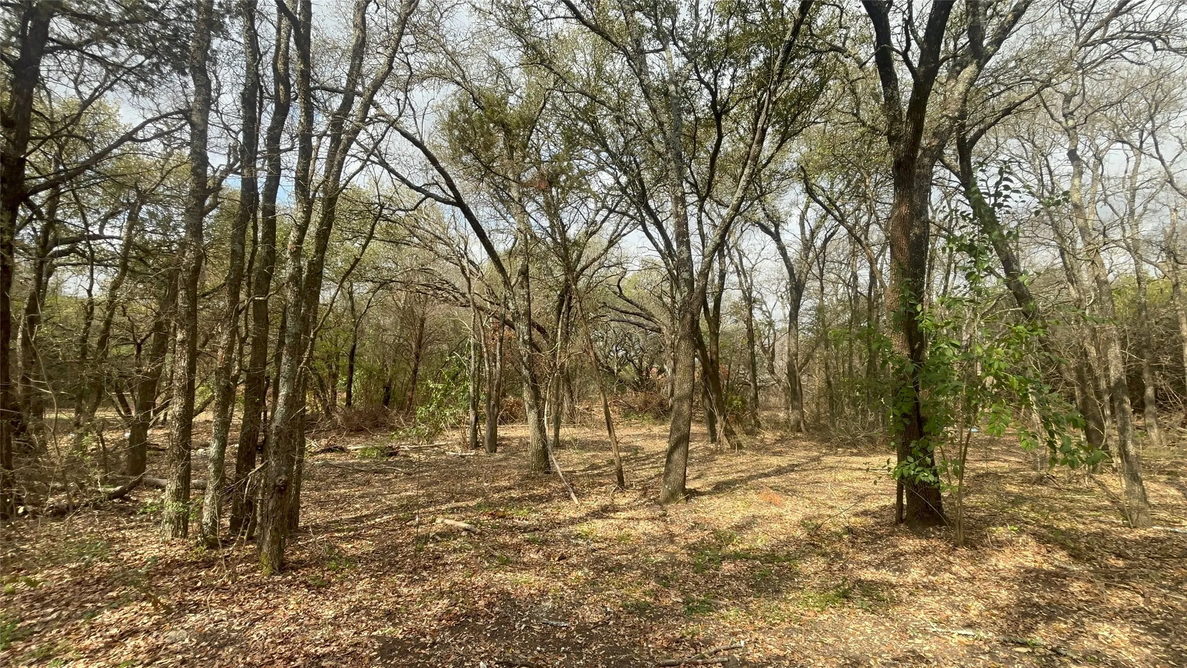 View of wooded area