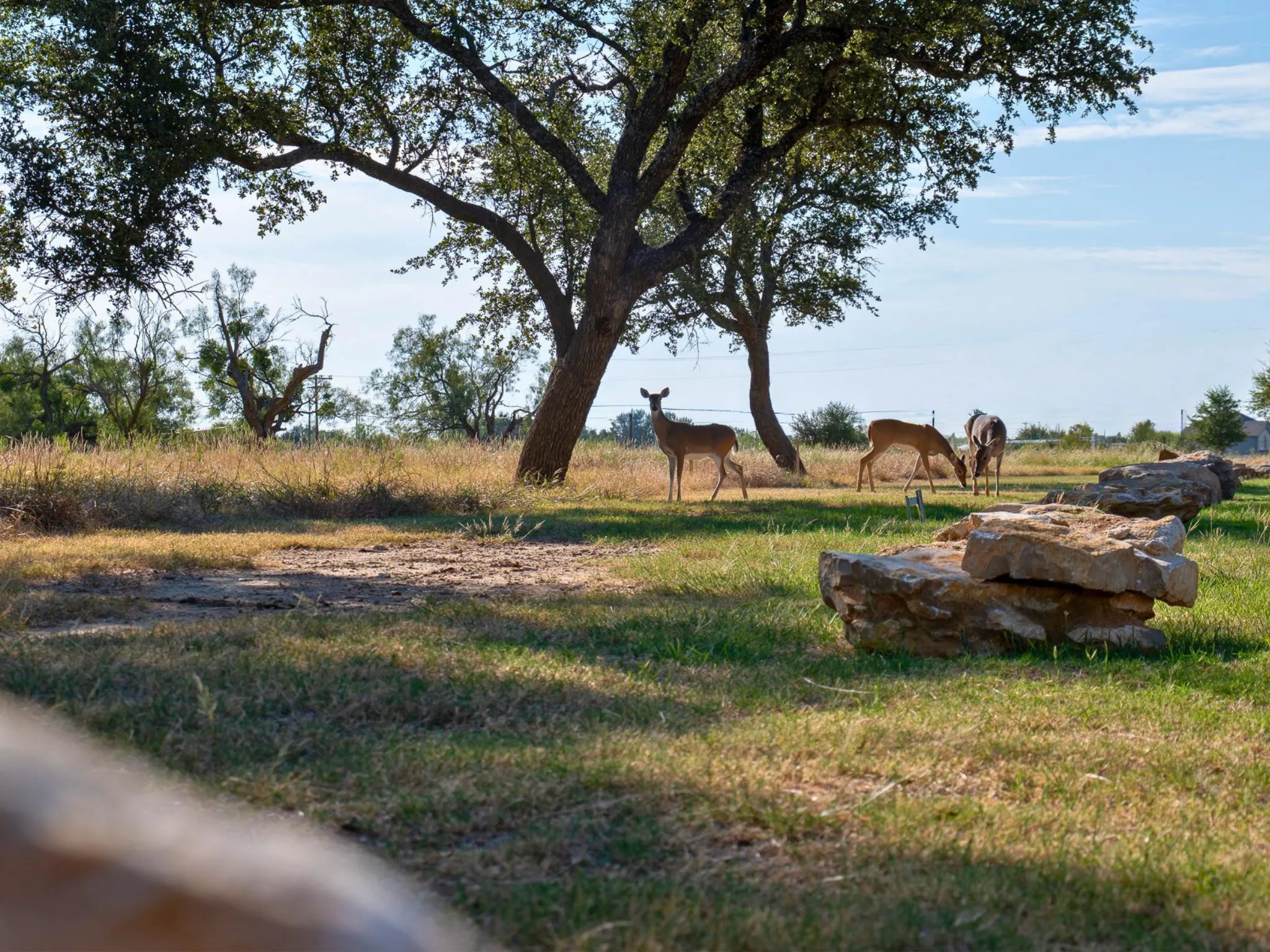 Unimproved Land For Sale in Palo Pinto County , Lot 185 Baltusrol Drive, Graford, Texas 76449, 0, 0, Garage spaces, 0 Sqft, built in 0, mls#21203722, Real Estate Agent in Graford, Homes For Sale in Palo Pinto county, Homes For Sale in Graford, Realtor in Graford Texas, Real Estate Brokerage Independent Realty Texas, Luminita Cordes Realtor