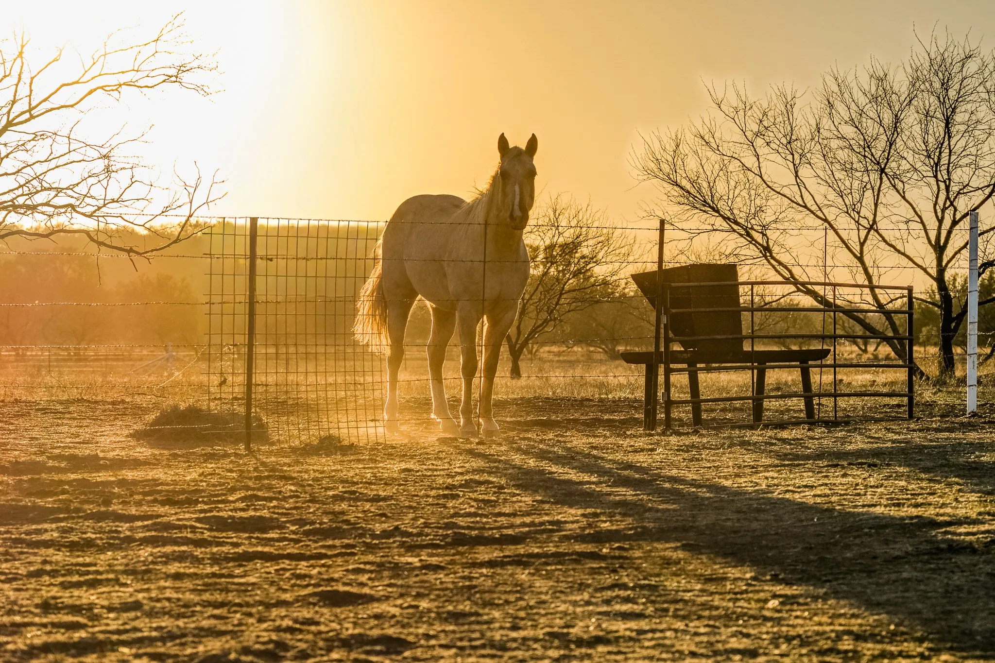 Farm For Sale in Coleman County , 2387 Farm to Market 503, Coleman, Texas 76834, 5 Bedrooms, 6 Bathrooms, 3 Garage spaces, 6,000 Sqft, built in 2002, Price $3,950,000, mls#21190741, Real Estate Agent in Coleman, Homes For Sale in Coleman county, Homes For Sale in Coleman, Realtor in Coleman Texas, Real Estate Brokerage Independent Realty Texas, Luminita Cordes Realtor