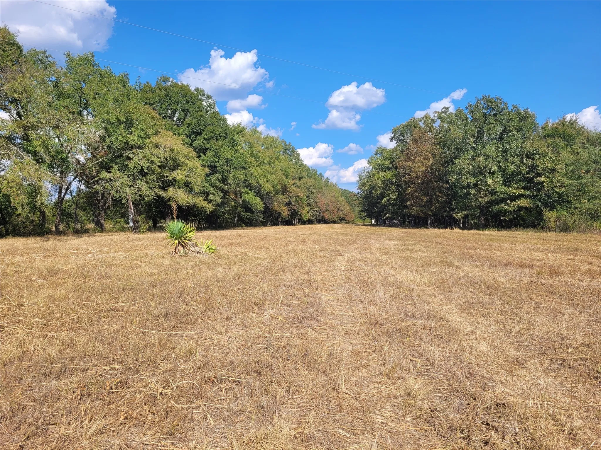 Improved Land For Sale in Red River (TX) County , TBD County Road 2140, Detroit, Texas 75436, 0, 0, Garage spaces, 0 Sqft, built in 0, mls#21204628, Real Estate Agent in Detroit, Homes For Sale in Red River (TX) county, Homes For Sale in Detroit, Realtor in Detroit Texas, Real Estate Brokerage Independent Realty Texas, Luminita Cordes Realtor