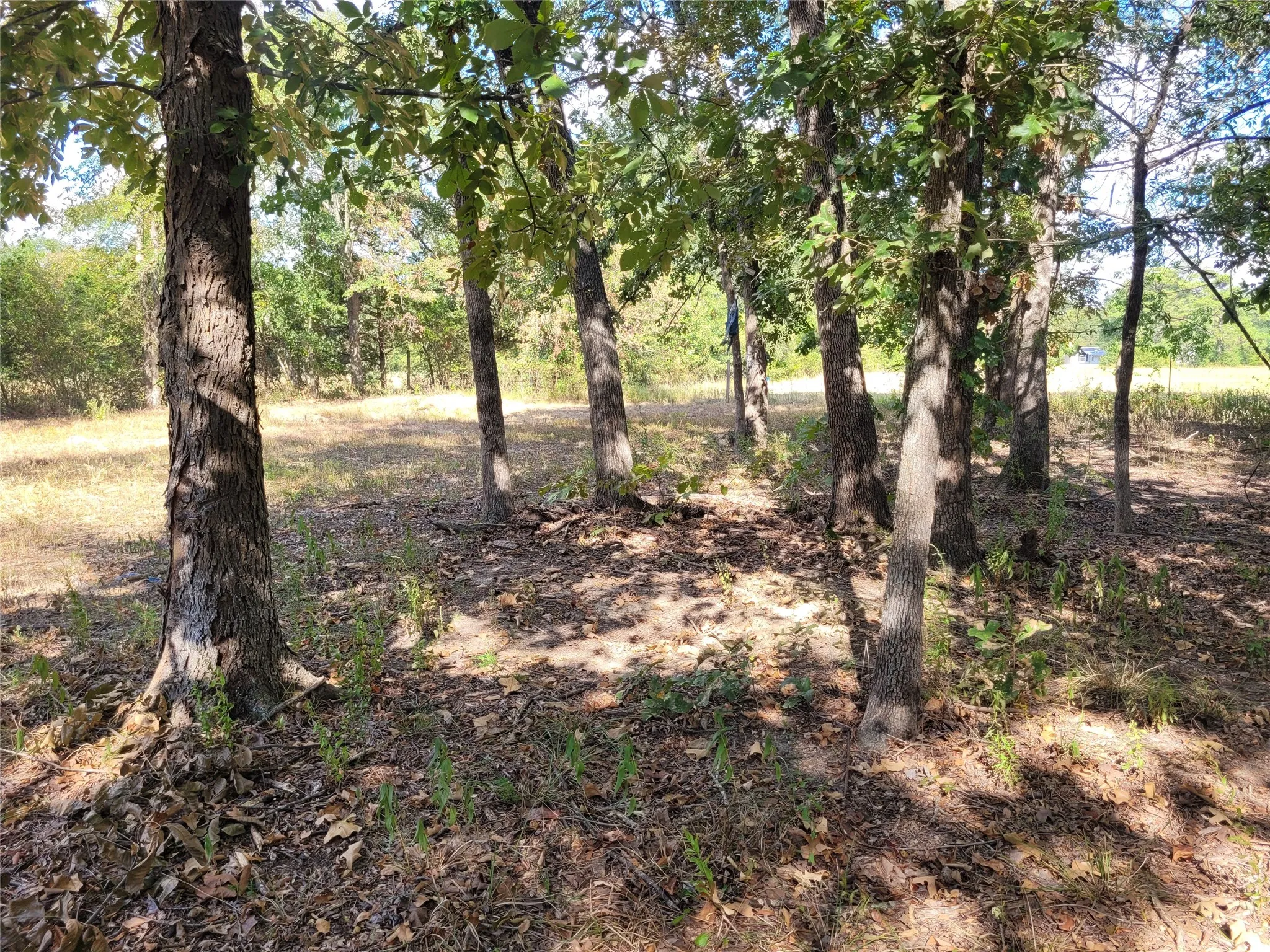 Improved Land For Sale in Red River (TX) County , TBD County Road 2140, Detroit, Texas 75436, 0, 0, Garage spaces, 0 Sqft, built in 0, mls#21204628, Real Estate Agent in Detroit, Homes For Sale in Red River (TX) county, Homes For Sale in Detroit, Realtor in Detroit Texas, Real Estate Brokerage Independent Realty Texas, Luminita Cordes Realtor