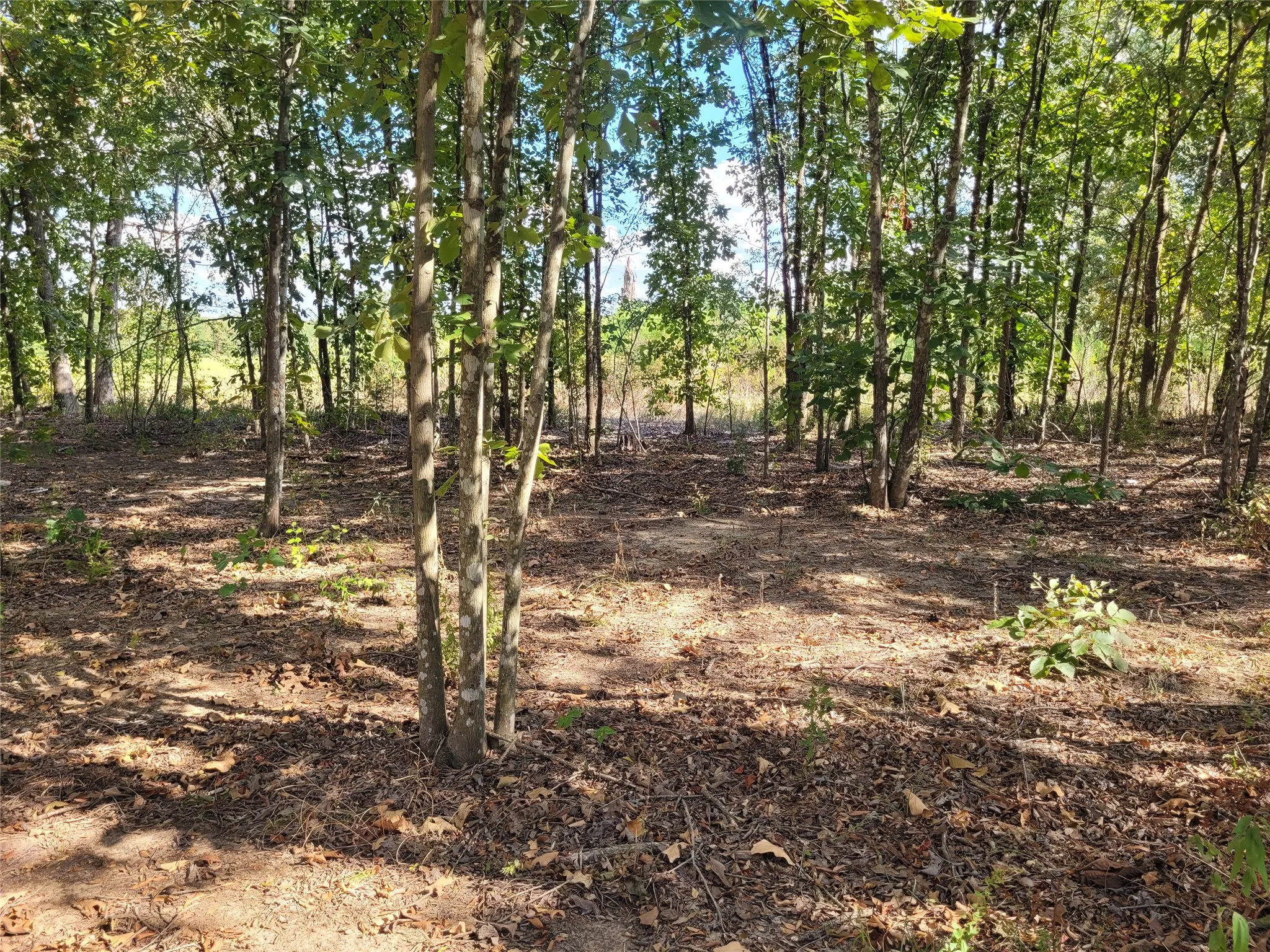 Improved Land For Sale in Red River (TX) County , TBD County Road 2140, Detroit, Texas 75436, 0, 0, Garage spaces, 0 Sqft, built in 0, mls#21204628, Real Estate Agent in Detroit, Homes For Sale in Red River (TX) county, Homes For Sale in Detroit, Realtor in Detroit Texas, Real Estate Brokerage Independent Realty Texas, Luminita Cordes Realtor