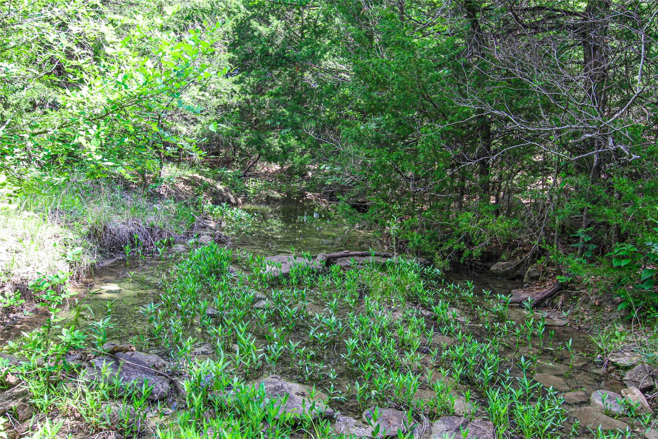 Creek bed