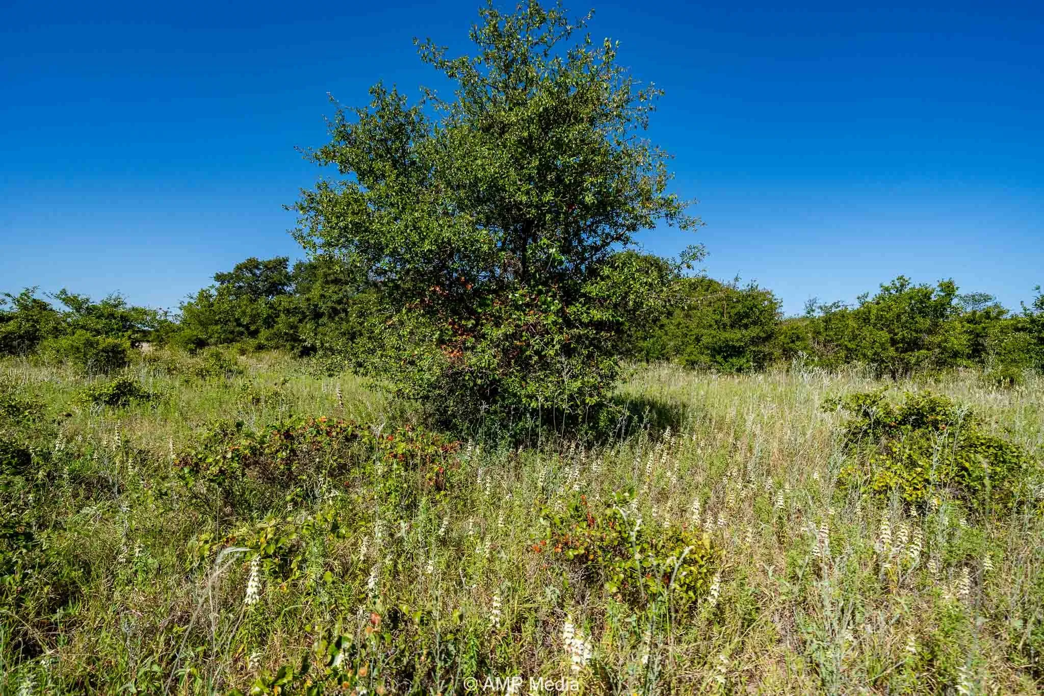 Unimproved Land For Sale in Eastland County , 9999 County Road 240, Rising Star, Texas 76471, 0, 0, Garage spaces, 0 Sqft, built in 0, mls#21204946, Real Estate Agent in Rising Star, Homes For Sale in Eastland county, Homes For Sale in Rising Star, Realtor in Rising Star Texas, Real Estate Brokerage Independent Realty Texas, Luminita Cordes Realtor