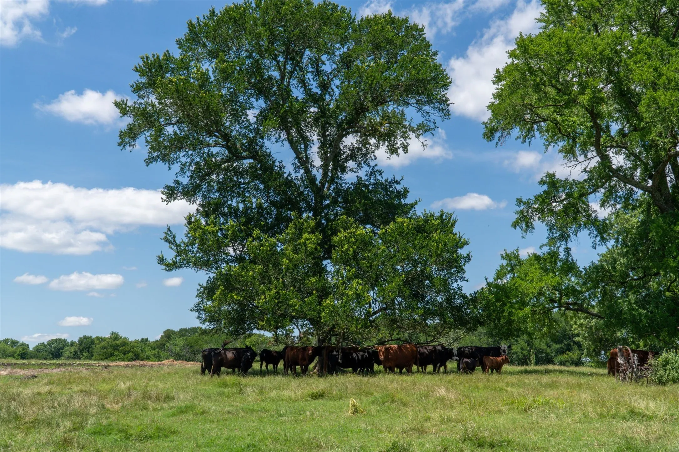 Mobile Home For Sale in Grayson County , 248 -Shaffer Road, Denison, Texas 75021, 2 Bedroom, 2 Bathroom, Garage spaces, 1,216 Sqft, built in 1997, Preowned, mls#21205249, Real Estate Agent in Denison, Homes For Sale in Grayson county, Homes For Sale in Denison, Realtor in Denison Texas, Real Estate Brokerage Independent Realty Texas, Luminita Cordes Realtor