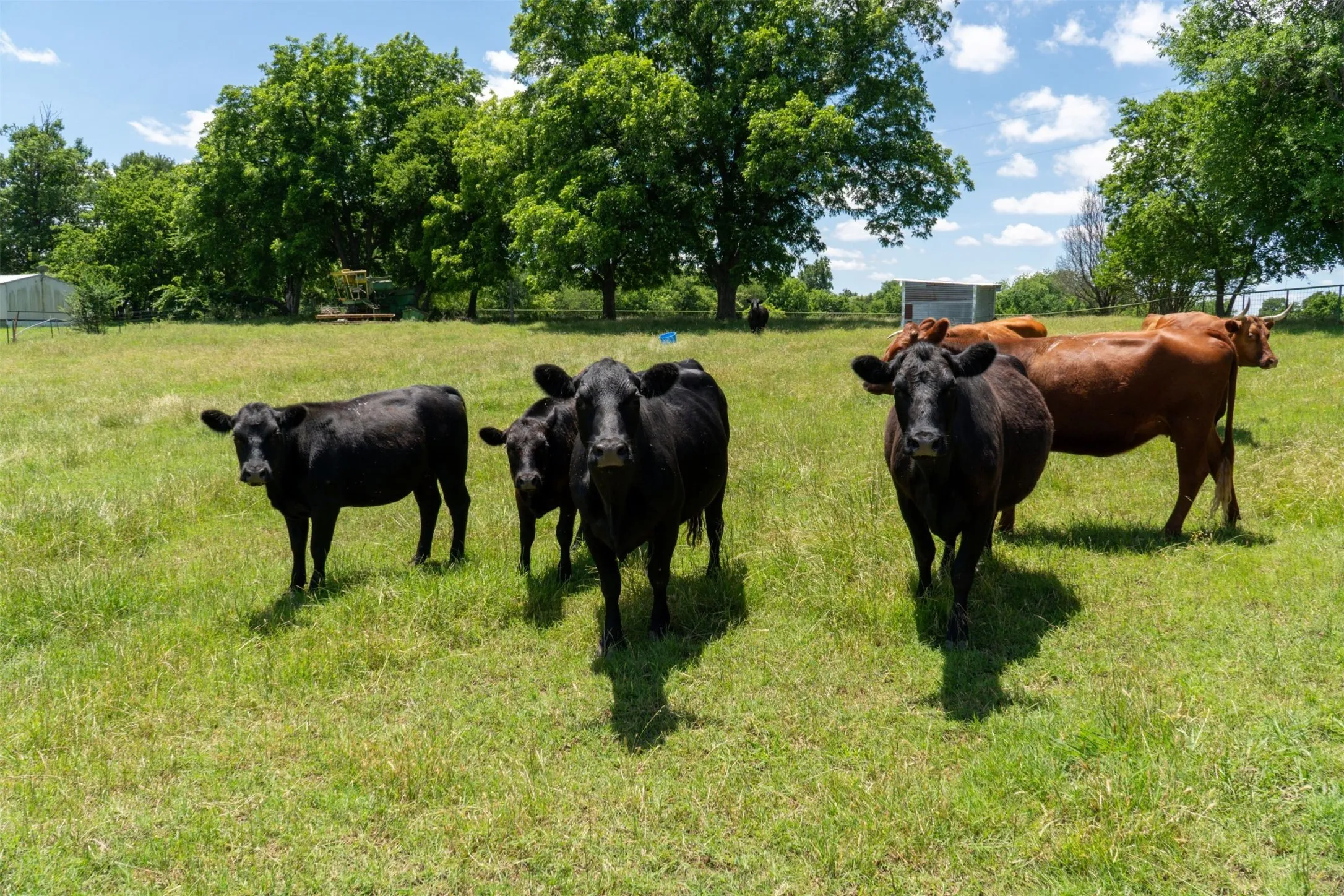 Mobile Home For Sale in Grayson County , 248 -Shaffer Road, Denison, Texas 75021, 2 Bedroom, 2 Bathroom, Garage spaces, 1,216 Sqft, built in 1997, Preowned, mls#21205249, Real Estate Agent in Denison, Homes For Sale in Grayson county, Homes For Sale in Denison, Realtor in Denison Texas, Real Estate Brokerage Independent Realty Texas, Luminita Cordes Realtor