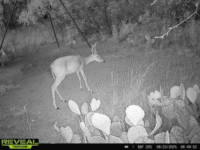 other wildlife include coyotes, raccoons, squirrels, armadillo, and rabbit