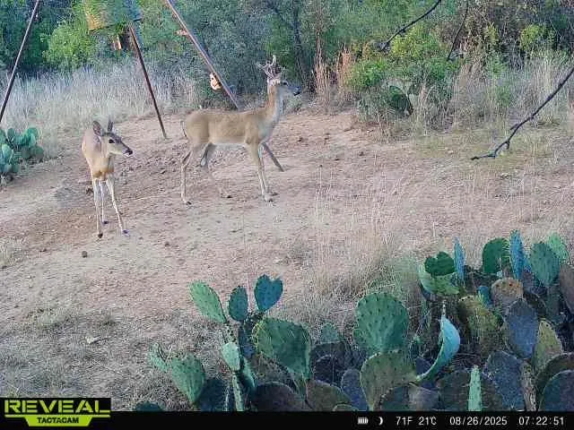 Hunting includes deer, feral hogs, whitewing and morning dove