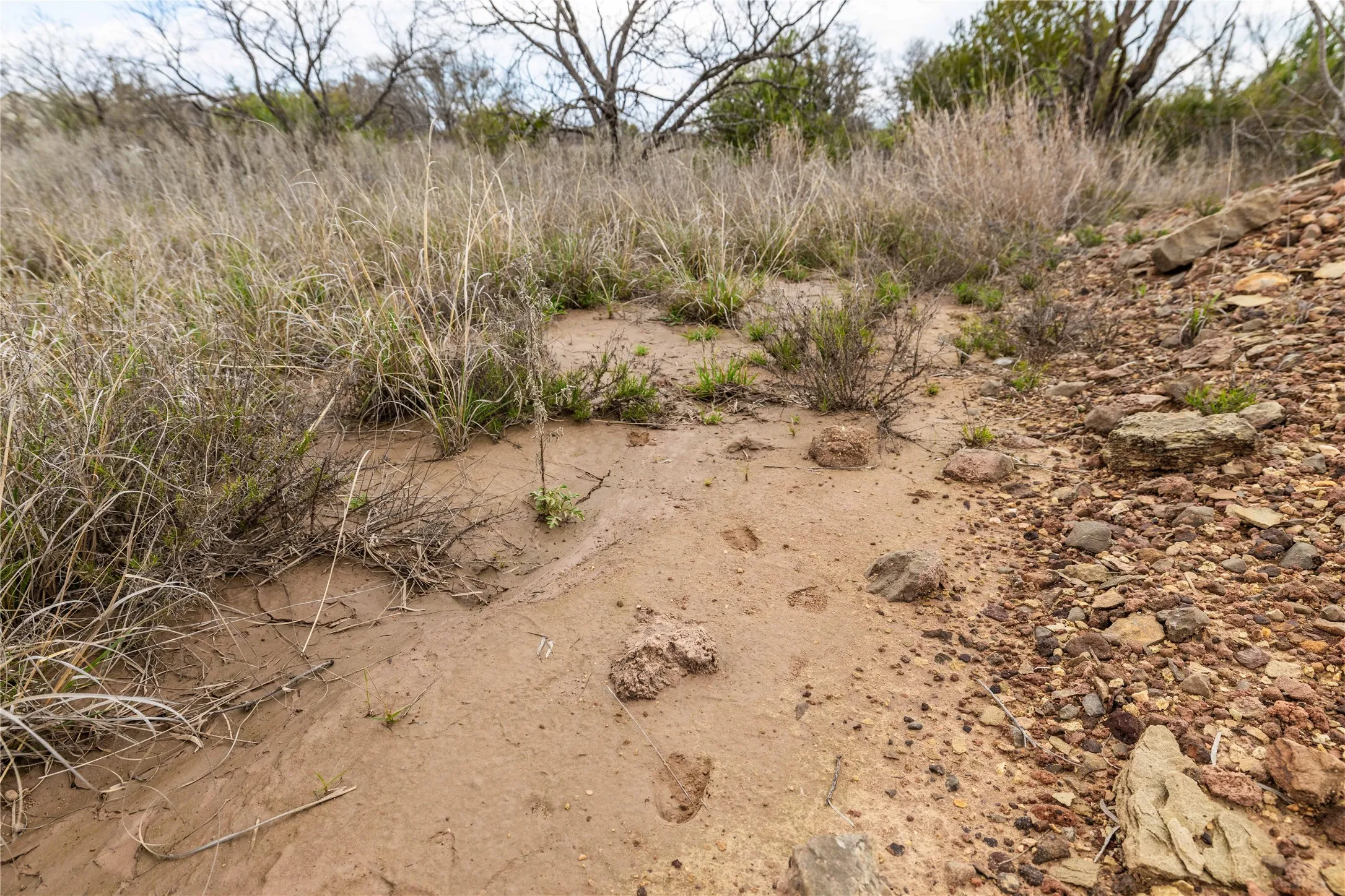 Hog tracks