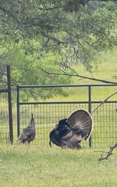 Farm For Sale in Parker County , 1615 Sanger Drive, Springtown, Texas 76082, 3 Bedroom, 2 Bathroom, 3 Garage spaces, 2,050 Sqft, built in 2016, Preowned, mls#21206297, Real Estate Agent in Springtown, Homes For Sale in Parker county, Homes For Sale in Springtown, Realtor in Springtown Texas, Real Estate Brokerage Independent Realty Texas, Luminita Cordes Realtor