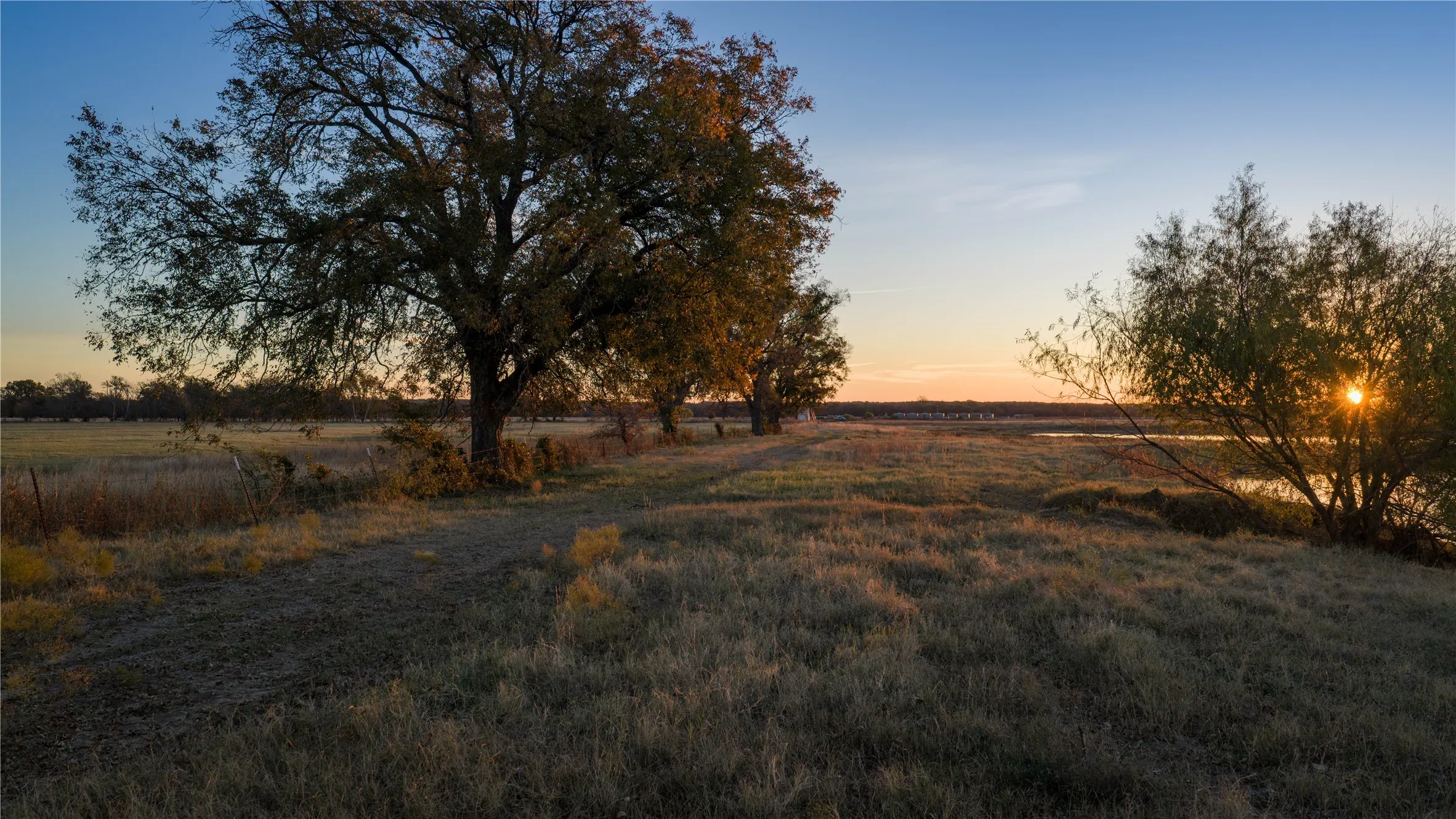 Mature oak tree overlooking open pasture at sunset.