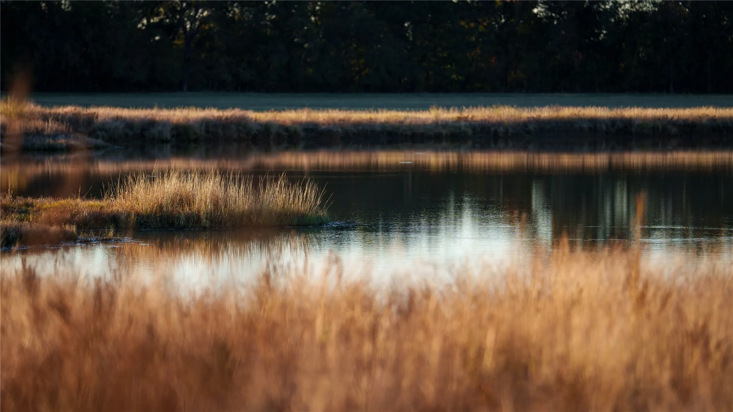 Tranquil pond bordered by tall native grasses.