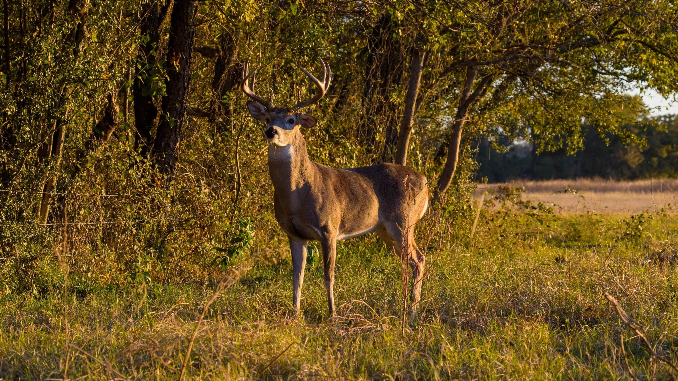 Native wildlife spotted along the wooded edge of the property.