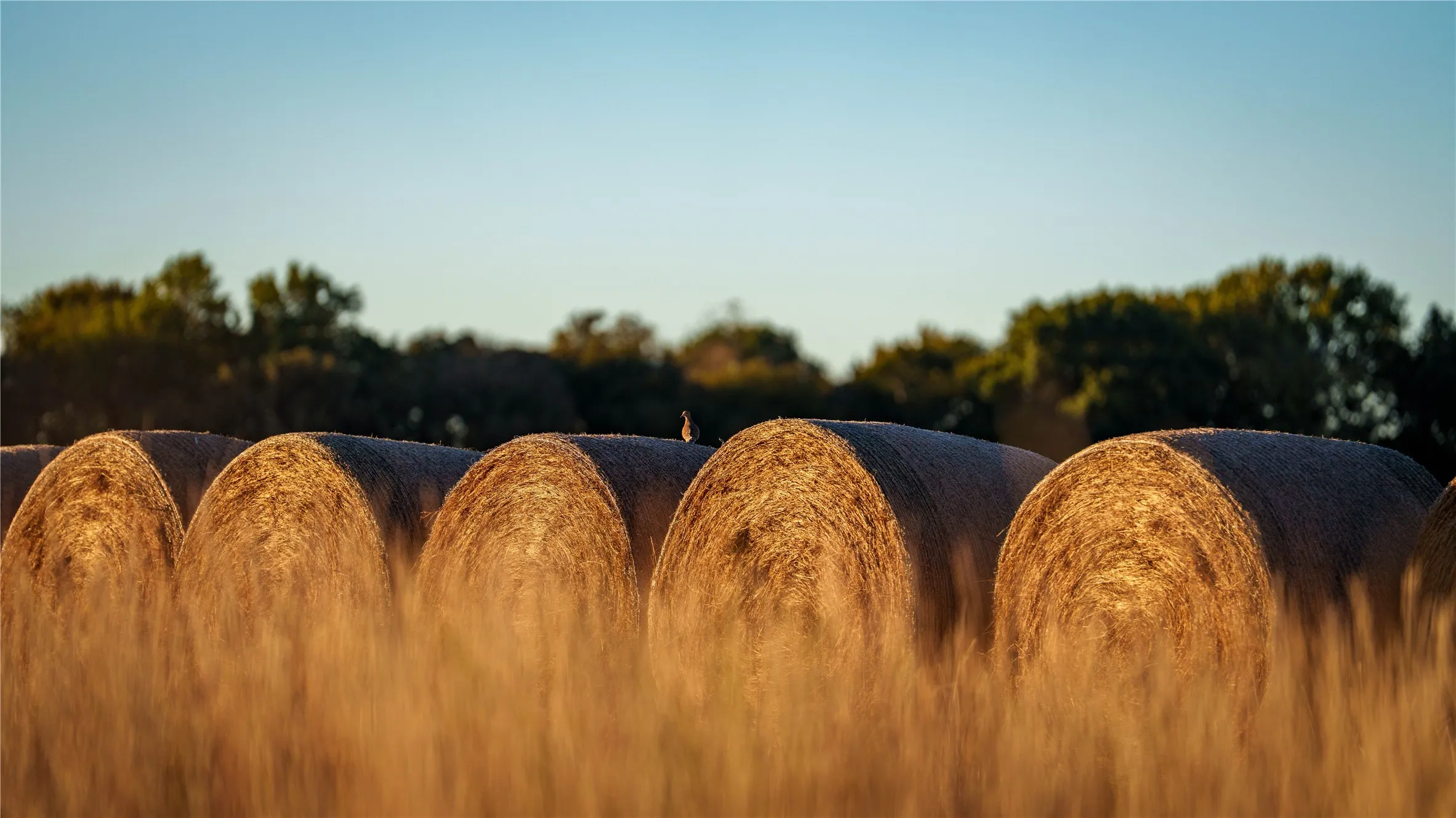 Large round hay bales stacked along pasture.