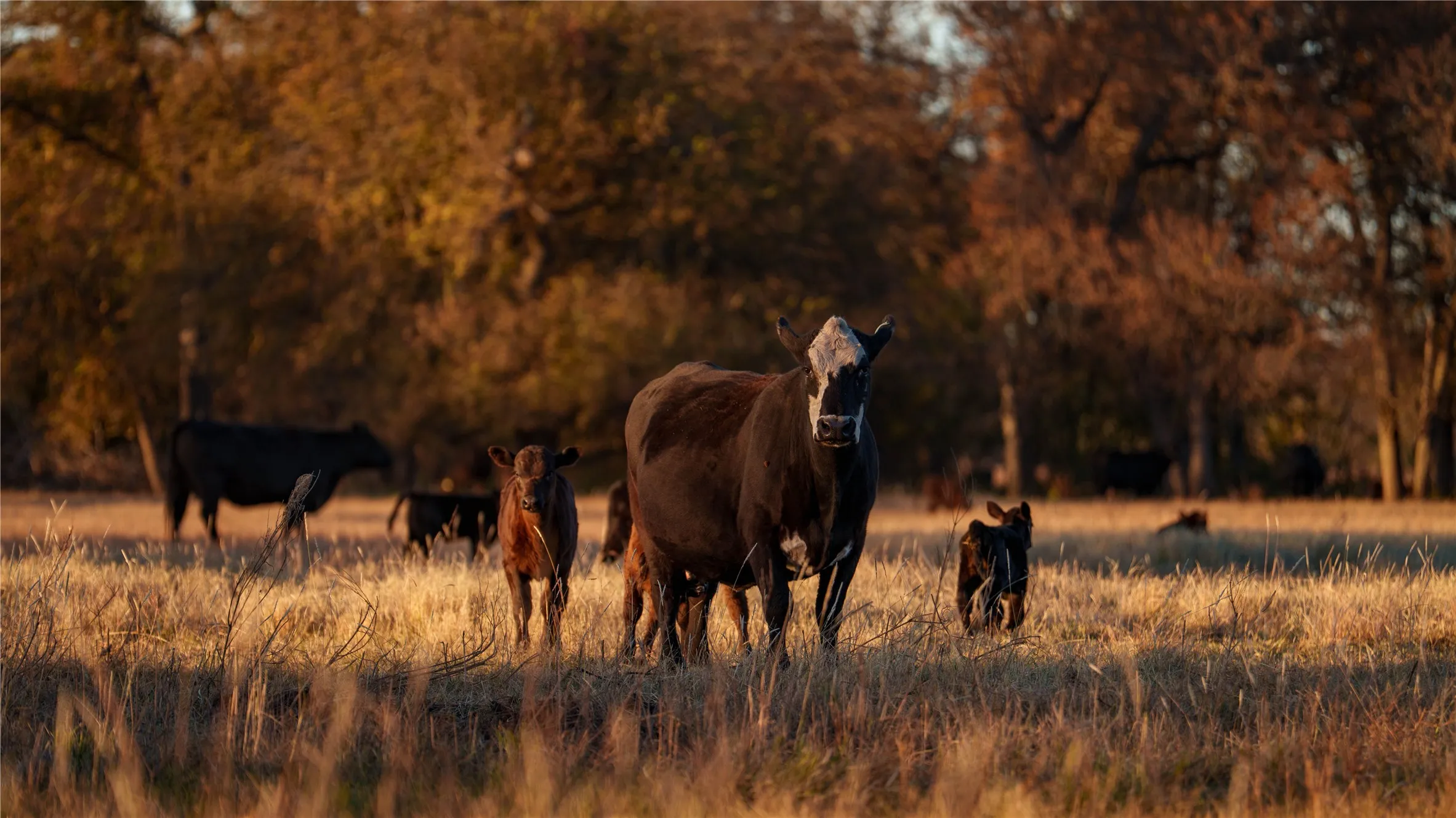 Horses grazing peacefully in open pasture.