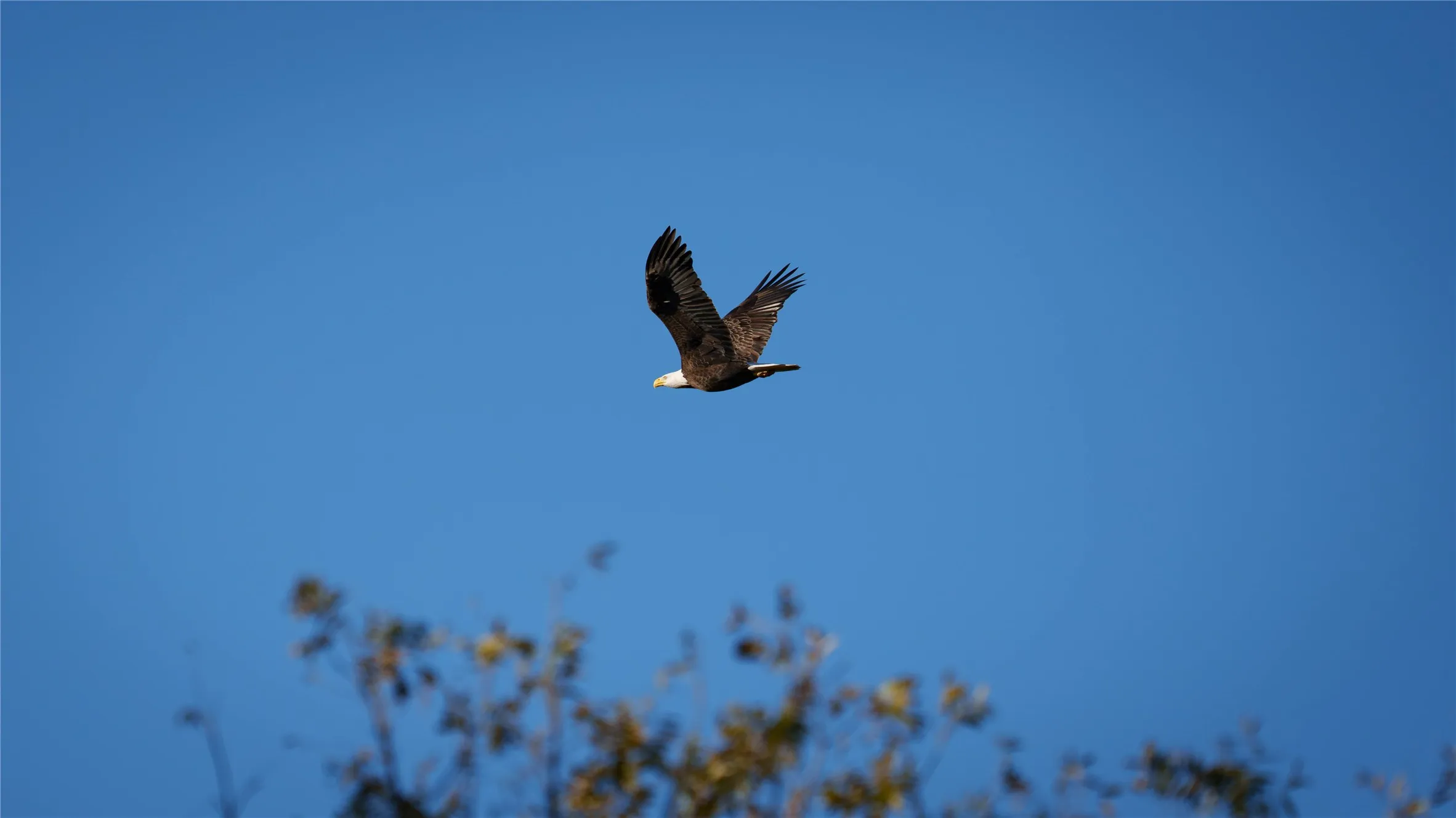 Native bird flying above open pastureland.