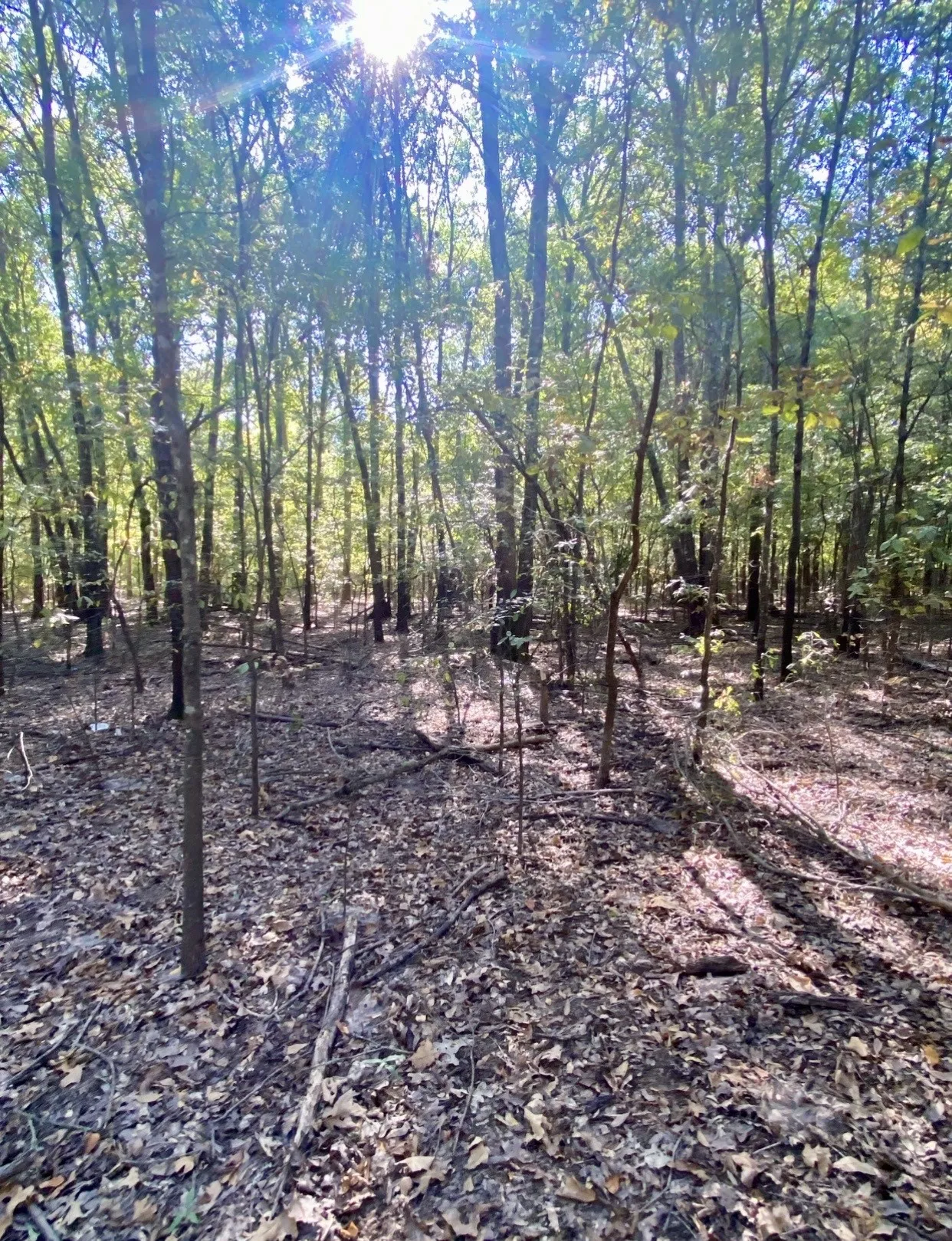 Unimproved Land For Sale in Fannin County , TBD County Road 2615, Bonham, Texas 75418, 0, 0, Garage spaces, 0 Sqft, built in 0, mls#21208151, Real Estate Agent in Bonham, Homes For Sale in Fannin county, Homes For Sale in Bonham, Realtor in Bonham Texas, Real Estate Brokerage Independent Realty Texas, Luminita Cordes Realtor