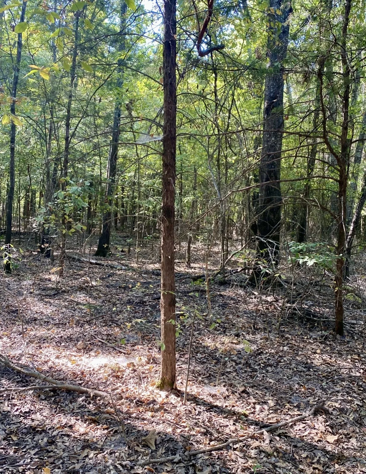 Unimproved Land For Sale in Fannin County , TBD County Road 2615, Bonham, Texas 75418, 0, 0, Garage spaces, 0 Sqft, built in 0, mls#21208151, Real Estate Agent in Bonham, Homes For Sale in Fannin county, Homes For Sale in Bonham, Realtor in Bonham Texas, Real Estate Brokerage Independent Realty Texas, Luminita Cordes Realtor
