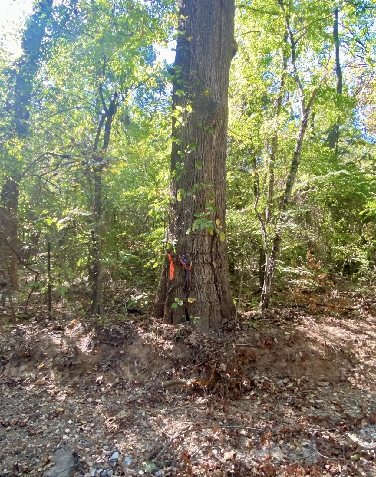Unimproved Land For Sale in Fannin County , TBD County Road 2615, Bonham, Texas 75418, 0, 0, Garage spaces, 0 Sqft, built in 0, mls#21208151, Real Estate Agent in Bonham, Homes For Sale in Fannin county, Homes For Sale in Bonham, Realtor in Bonham Texas, Real Estate Brokerage Independent Realty Texas, Luminita Cordes Realtor