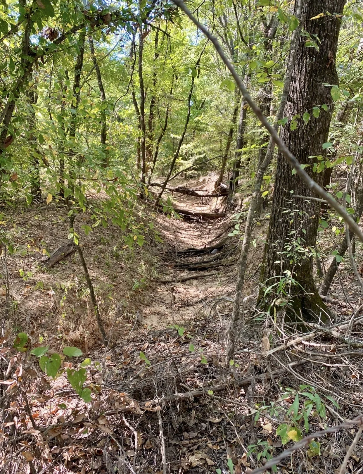 Unimproved Land For Sale in Fannin County , TBD County Road 2615, Bonham, Texas 75418, 0, 0, Garage spaces, 0 Sqft, built in 0, mls#21208151, Real Estate Agent in Bonham, Homes For Sale in Fannin county, Homes For Sale in Bonham, Realtor in Bonham Texas, Real Estate Brokerage Independent Realty Texas, Luminita Cordes Realtor