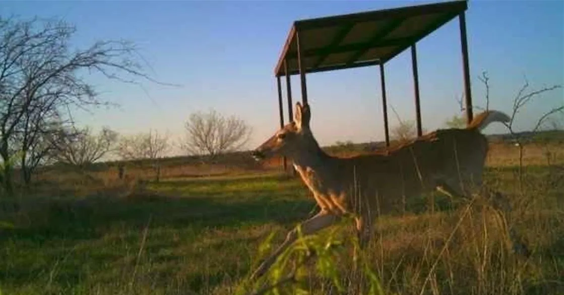Unimproved Land For Sale in Comanche County , TBD 1 CR 343 Road, Dublin, Texas 76446, 0, 0, Garage spaces, 0 Sqft, built in 0, mls#21203695, Real Estate Agent in Dublin, Homes For Sale in Comanche county, Homes For Sale in Dublin, Realtor in Dublin Texas, Real Estate Brokerage Independent Realty Texas, Luminita Cordes Realtor