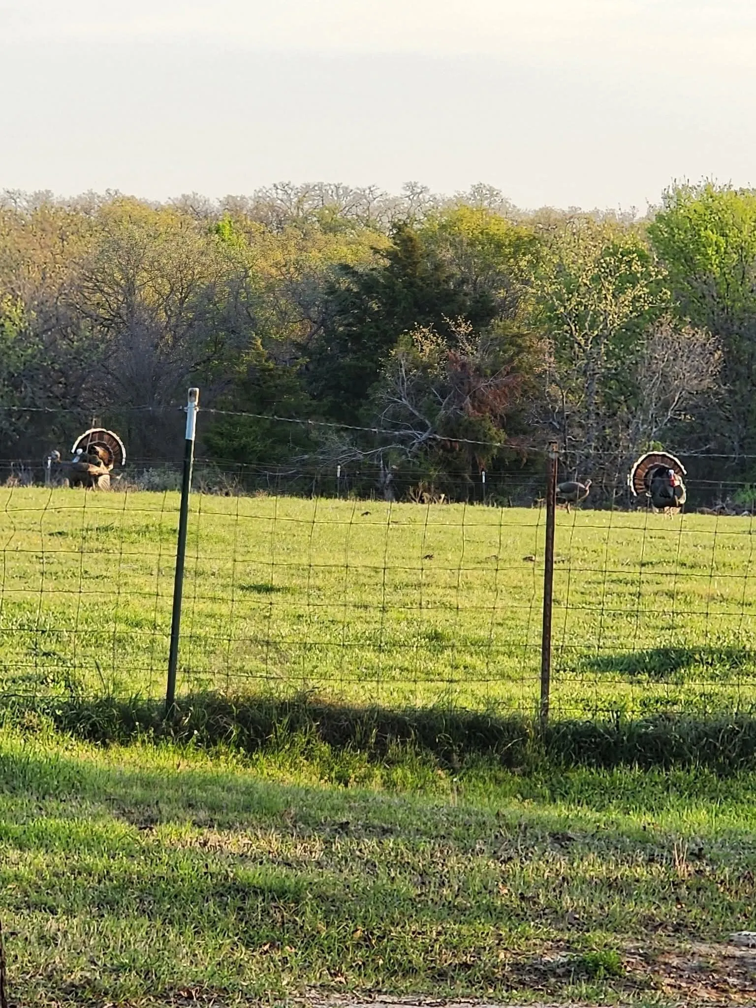 Wild Turkeys. “Fully fenced acreage—bring your animals and enjoy the freedom”