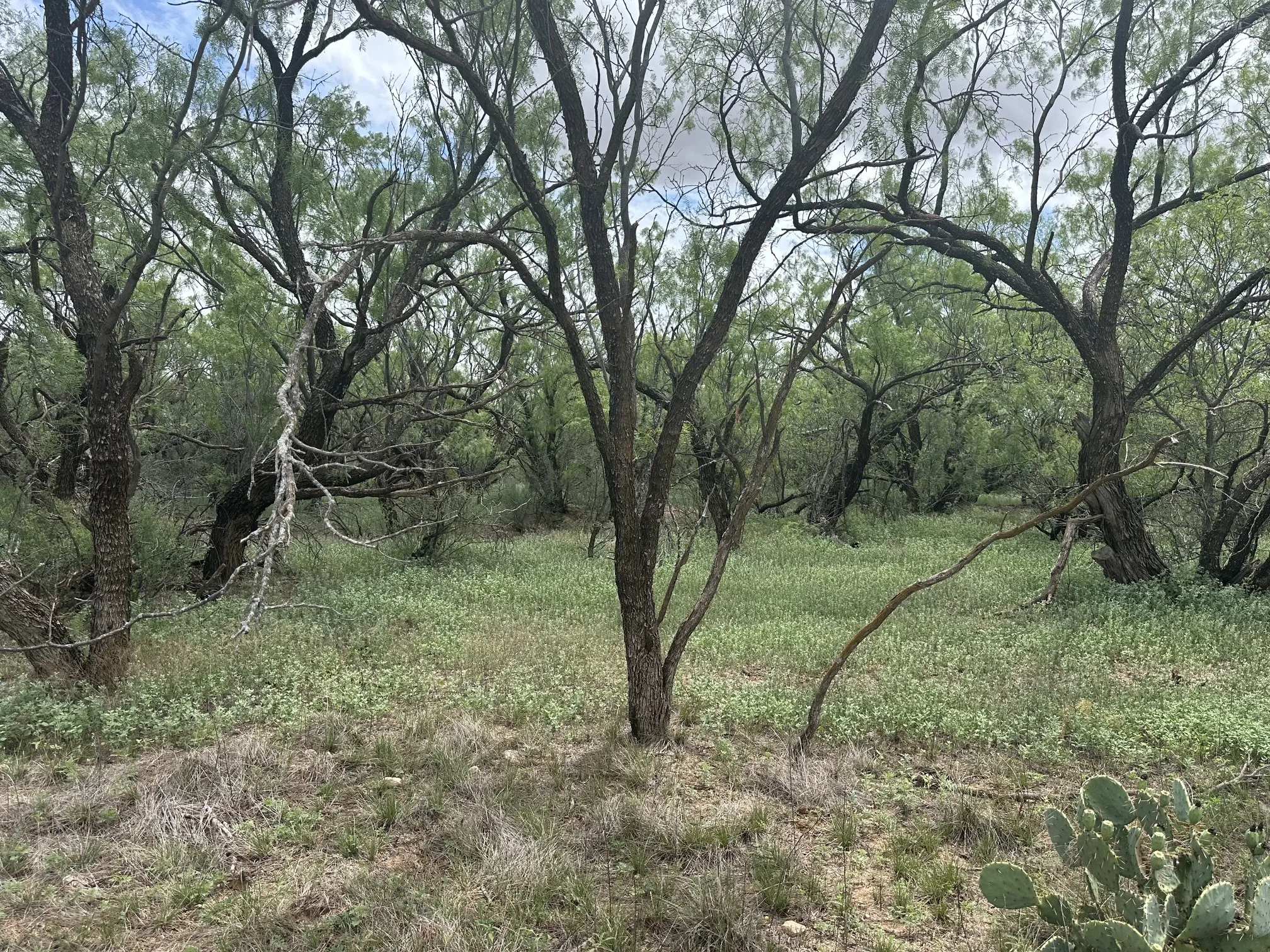 Ranch For Sale in Jones County , TBD PR off of CR 444, Merkel, Texas 79536, 0, 0, Garage spaces, 0 Sqft, built in 0, mls#21209117, Real Estate Agent in Merkel, Homes For Sale in Jones county, Homes For Sale in Merkel, Realtor in Merkel Texas, Real Estate Brokerage Independent Realty Texas, Luminita Cordes Realtor