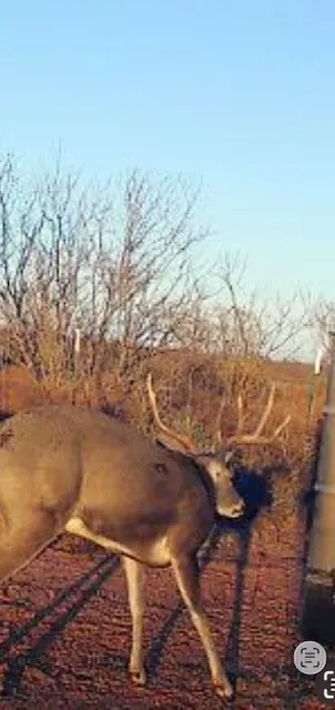 Ranch For Sale in Jones County , TBD PR off of CR 444, Merkel, Texas 79536, 0, 0, Garage spaces, 0 Sqft, built in 0, mls#21209117, Real Estate Agent in Merkel, Homes For Sale in Jones county, Homes For Sale in Merkel, Realtor in Merkel Texas, Real Estate Brokerage Independent Realty Texas, Luminita Cordes Realtor
