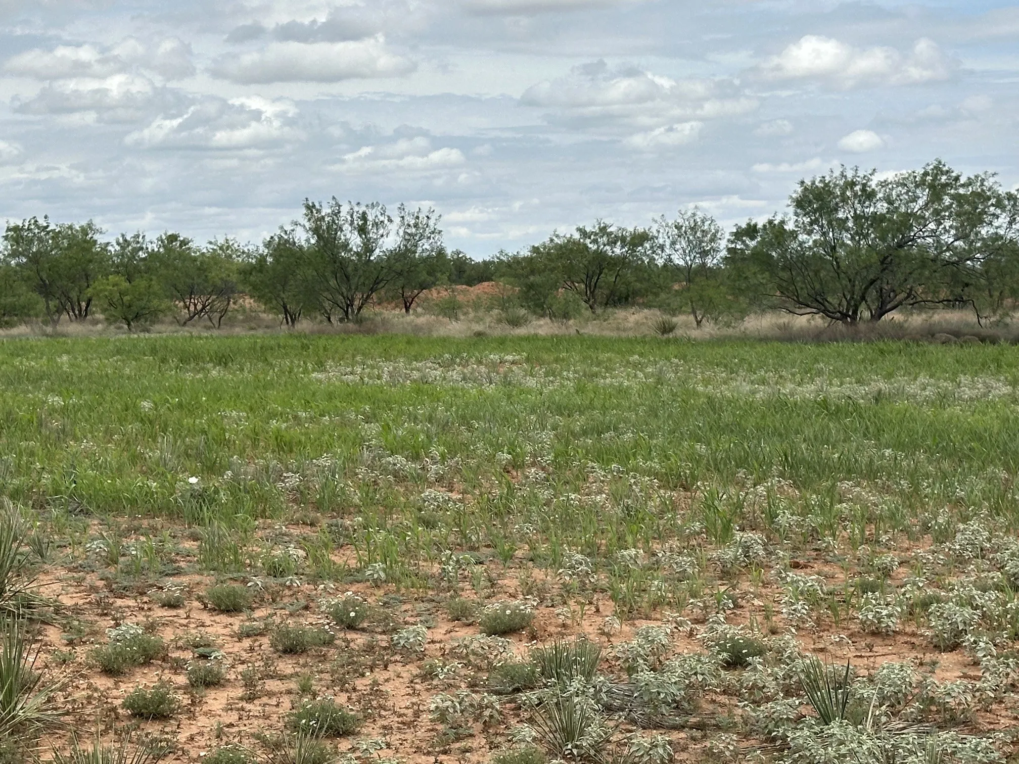 Ranch For Sale in Jones County , TBD PR off of CR 444, Merkel, Texas 79536, 0, 0, Garage spaces, 0 Sqft, built in 0, mls#21209117, Real Estate Agent in Merkel, Homes For Sale in Jones county, Homes For Sale in Merkel, Realtor in Merkel Texas, Real Estate Brokerage Independent Realty Texas, Luminita Cordes Realtor