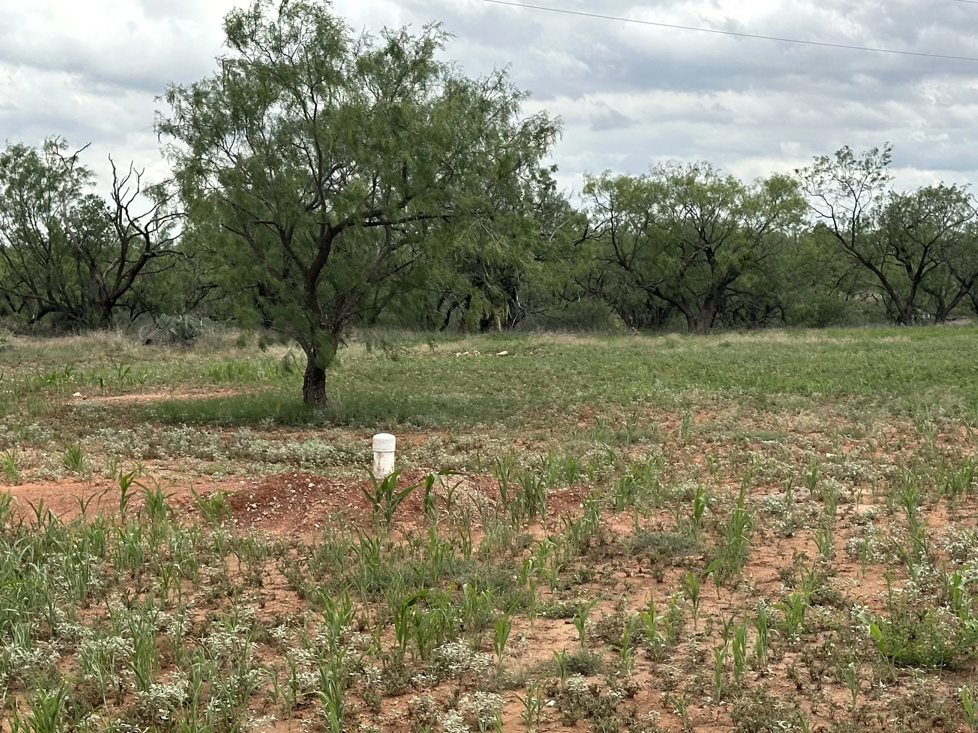 Ranch For Sale in Jones County , TBD PR off of CR 444, Merkel, Texas 79536, 0, 0, Garage spaces, 0 Sqft, built in 0, mls#21209117, Real Estate Agent in Merkel, Homes For Sale in Jones county, Homes For Sale in Merkel, Realtor in Merkel Texas, Real Estate Brokerage Independent Realty Texas, Luminita Cordes Realtor
